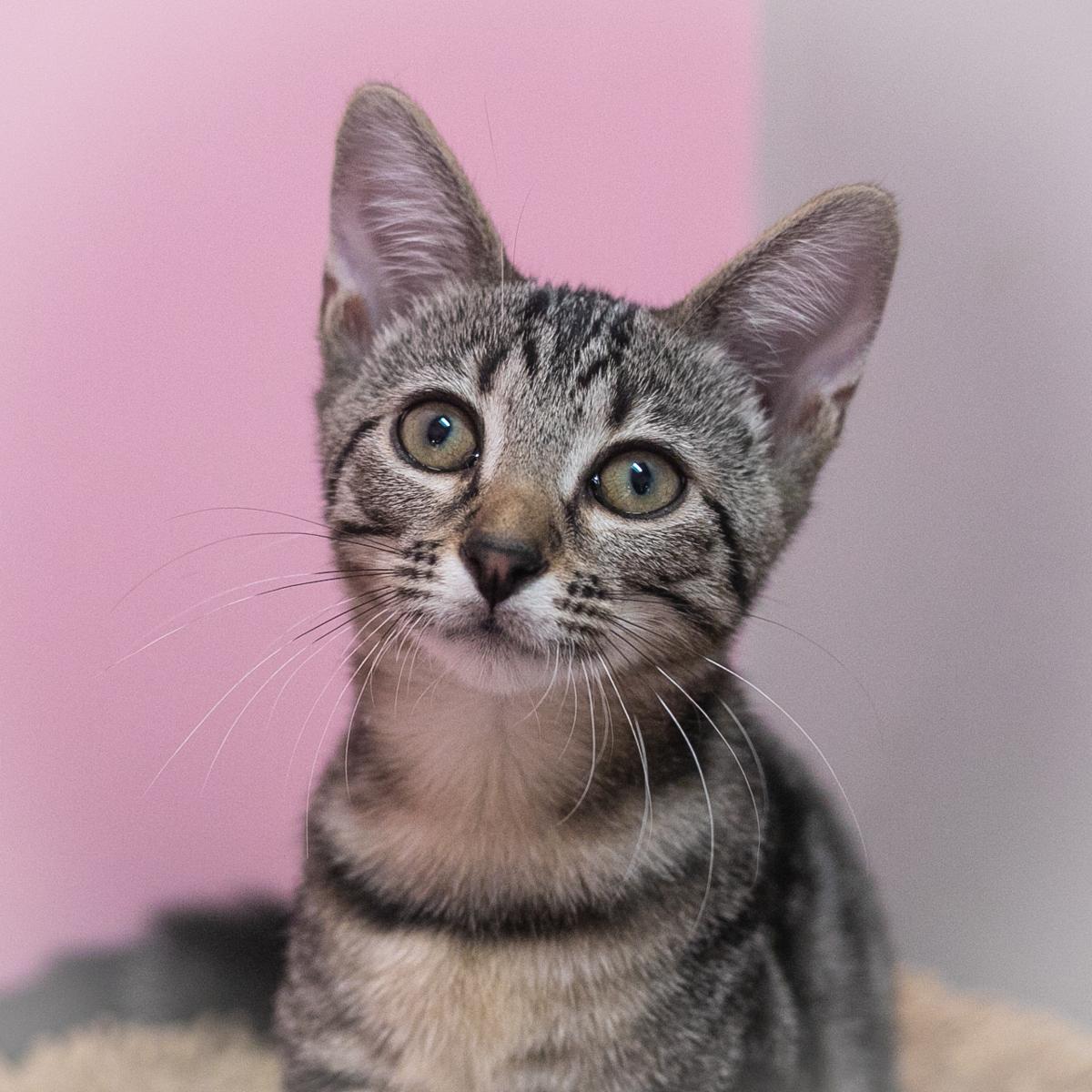 Haisley, Adopted, Kitten Female Domestic Short Hair.