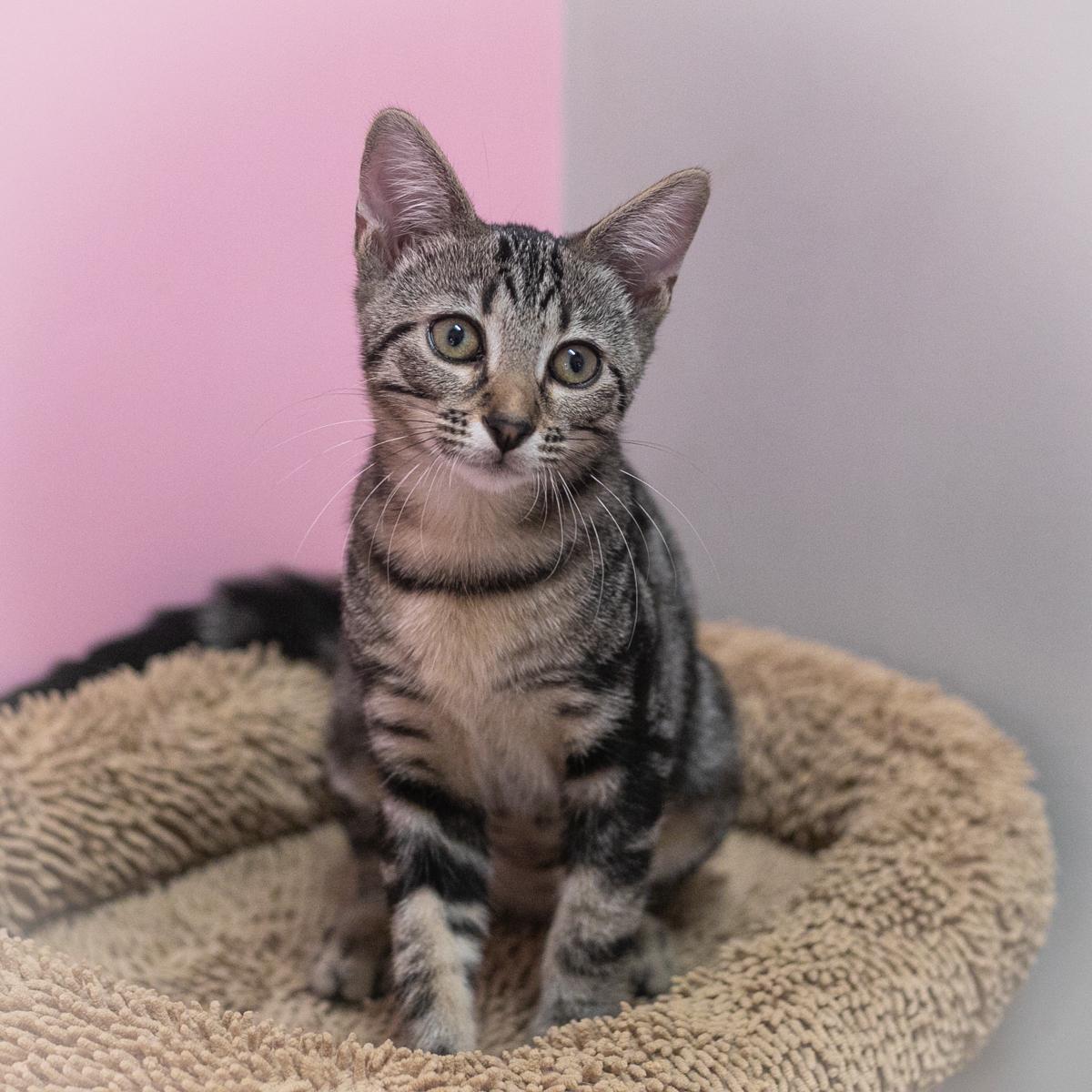 Haisley, Adopted, Kitten Female Domestic Short Hair.