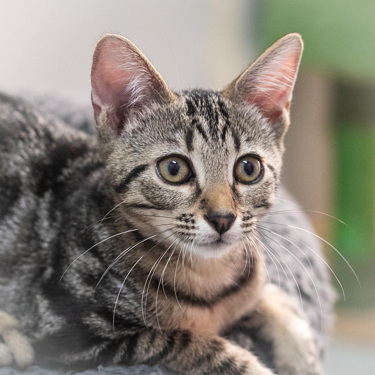 Enlarge Haisley, a Adopted Domestic Short Hair in Ponte Vedra, FL image 3/6