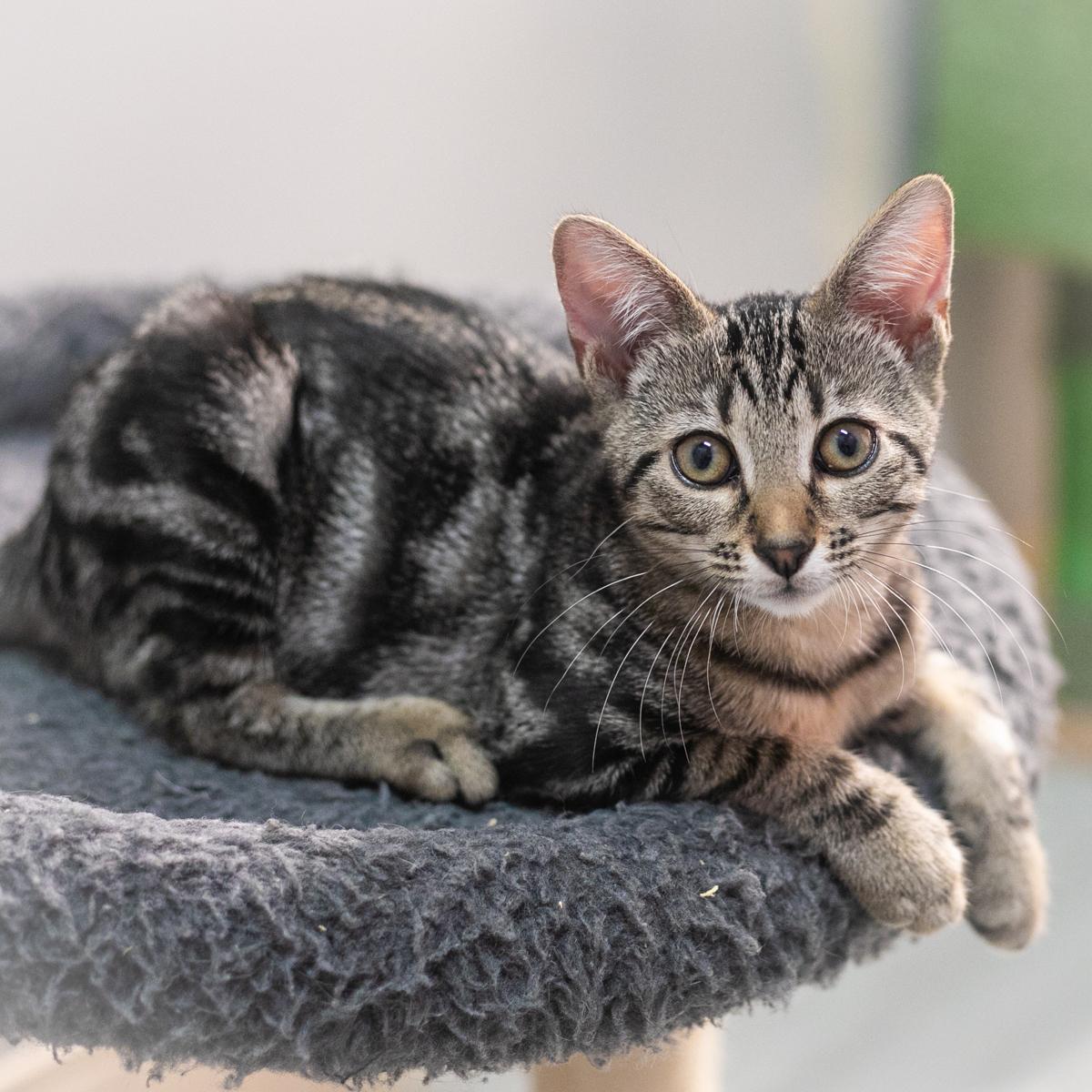 Enlarge Haisley, a Adopted Domestic Short Hair in Ponte Vedra, FL image 4/6