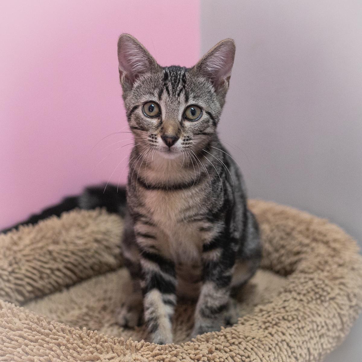 Enlarge Haisley, a Adopted Domestic Short Hair in Ponte Vedra, FL image 5/6