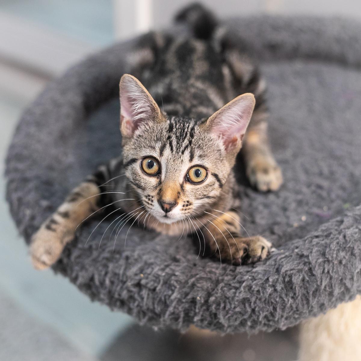 Enlarge Haisley, a Adopted Domestic Short Hair in Ponte Vedra, FL image 6/6