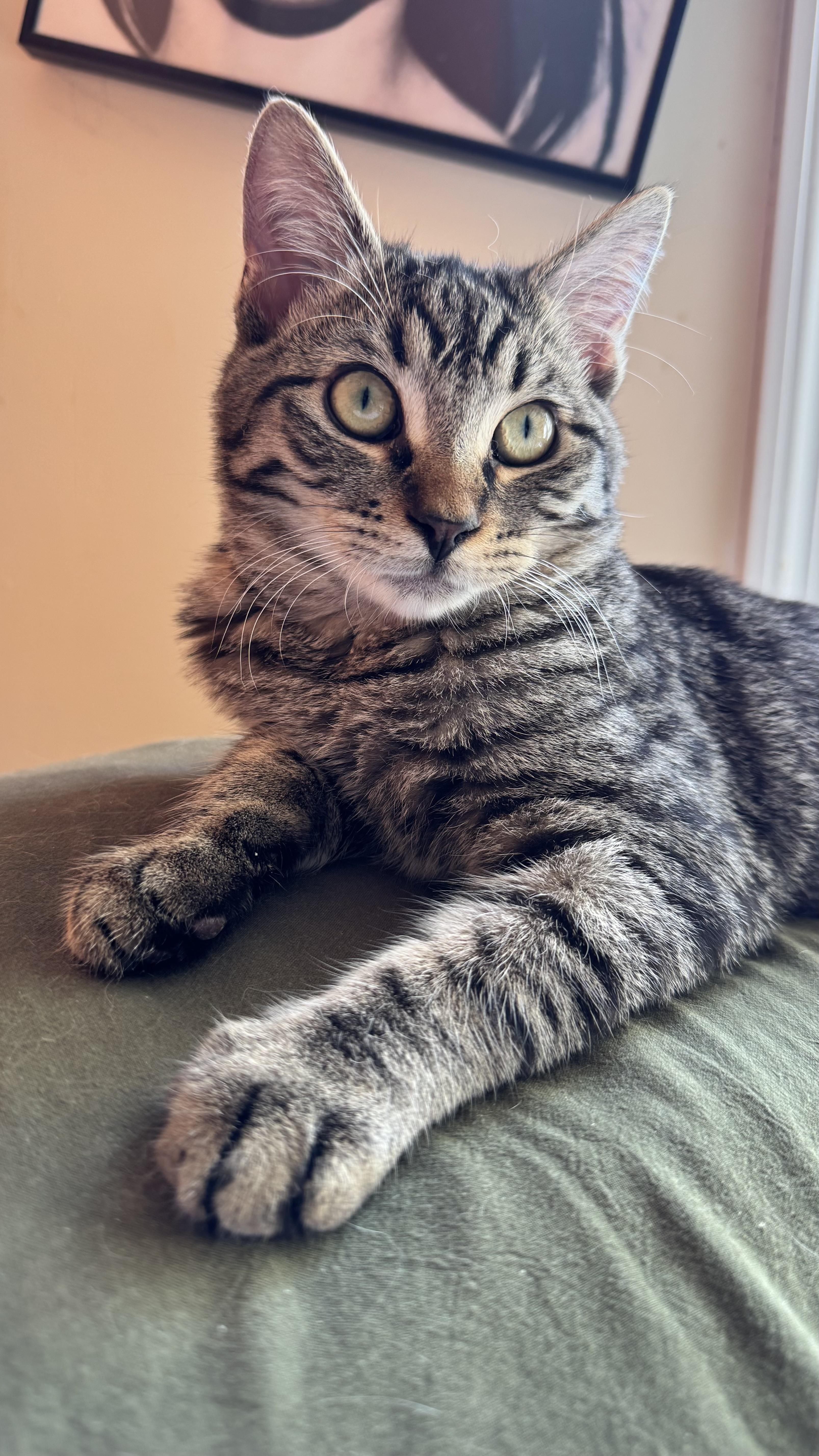 Bobby, Adoptable, Kitten Male Manx & Domestic Short Hair.