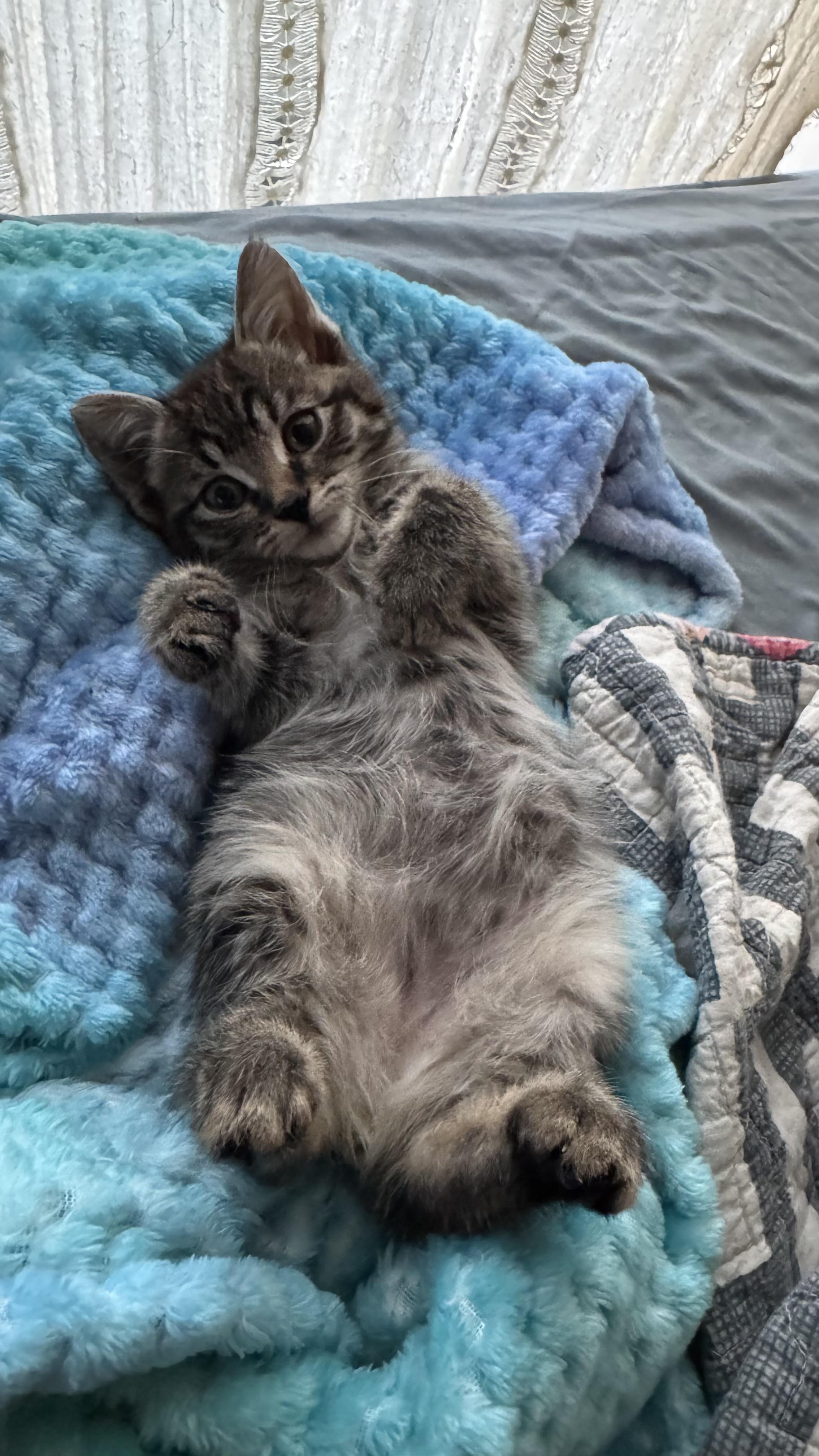 Bobby, Adoptable, Kitten Male Manx & Domestic Short Hair.