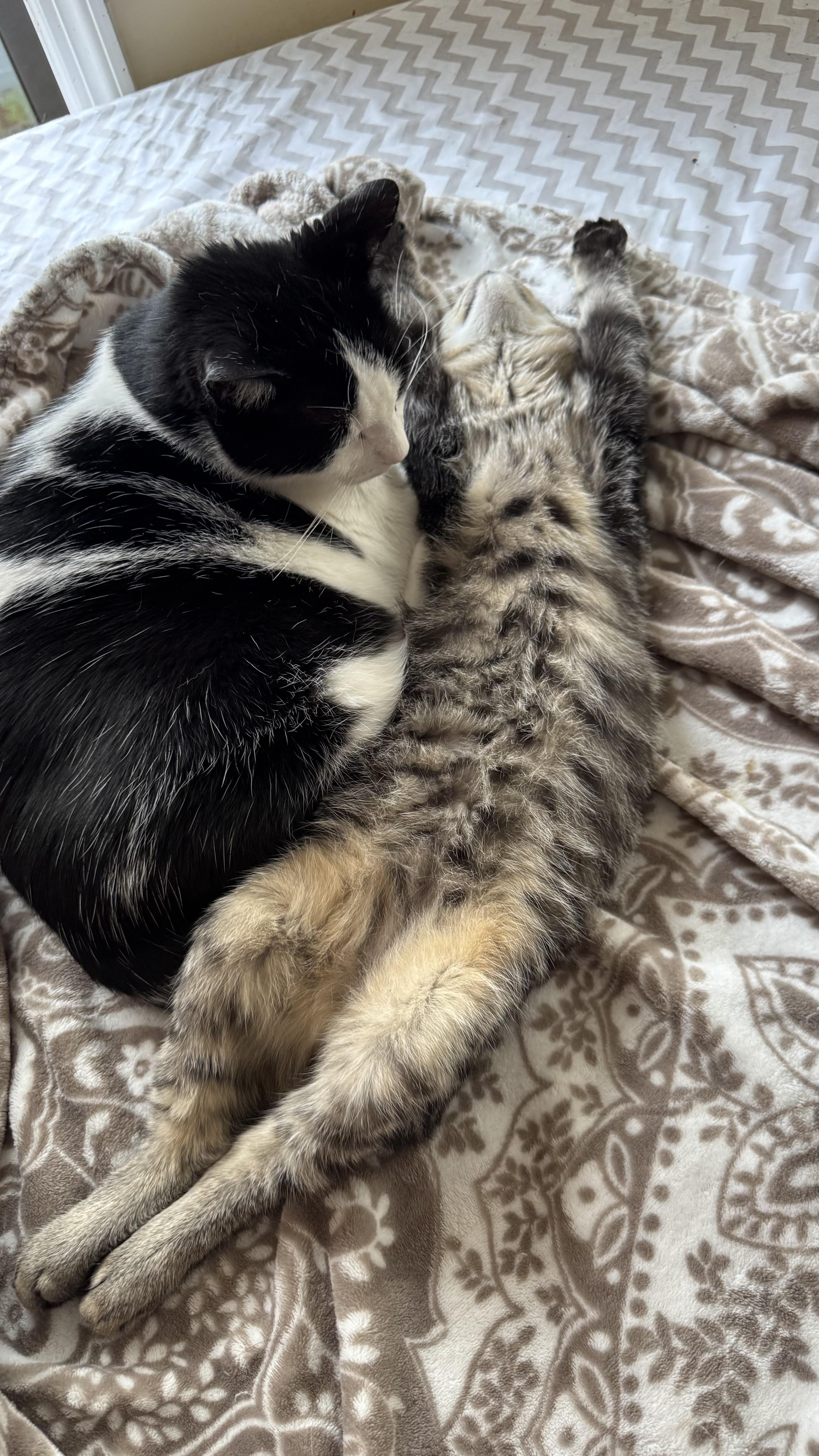 Enlarge Bobby, a Adoptable mixed breed in Brooklyn, NY image 5/6