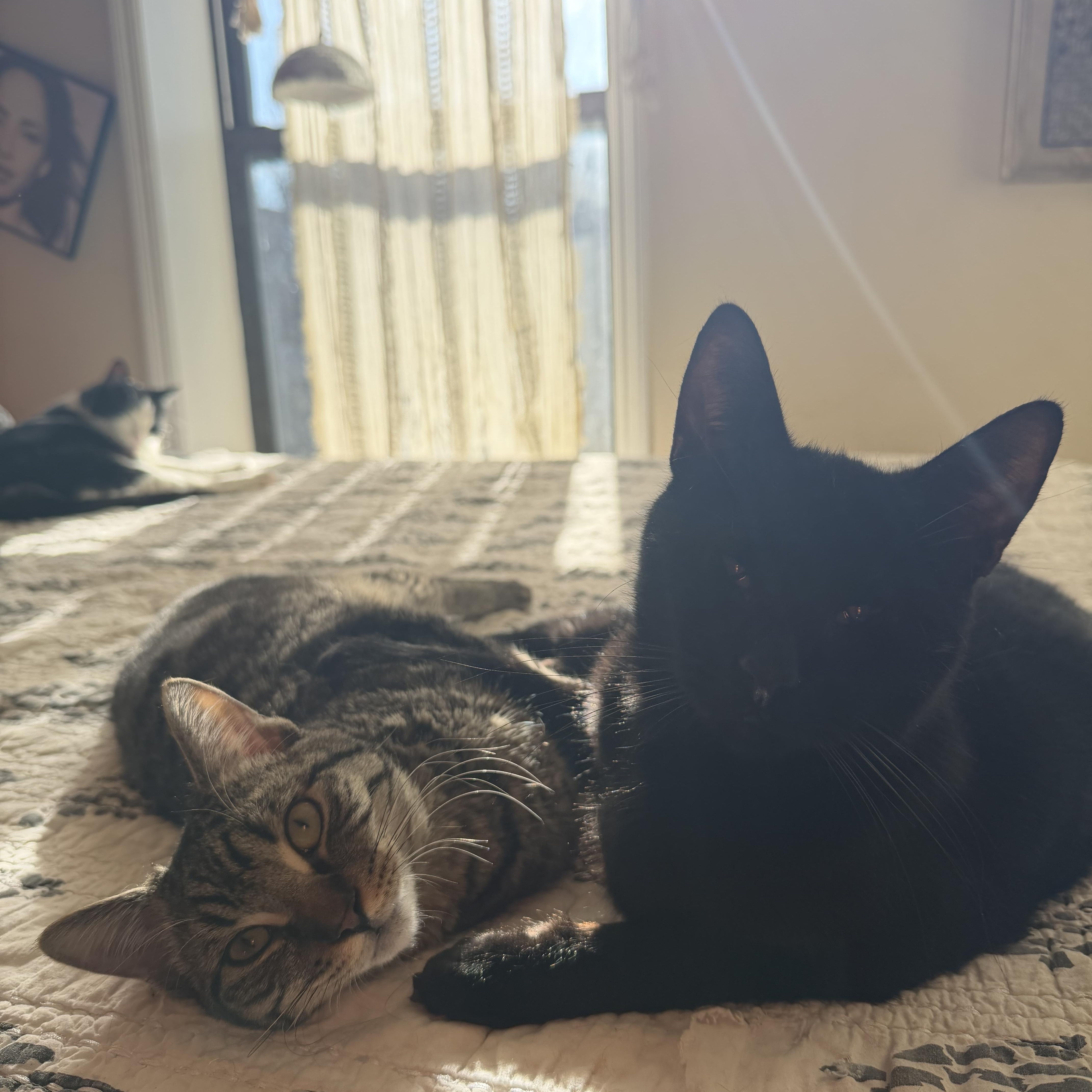 Enlarge Bobby and Winston, a Adoptable mixed breed in Brooklyn, NY image 4/5