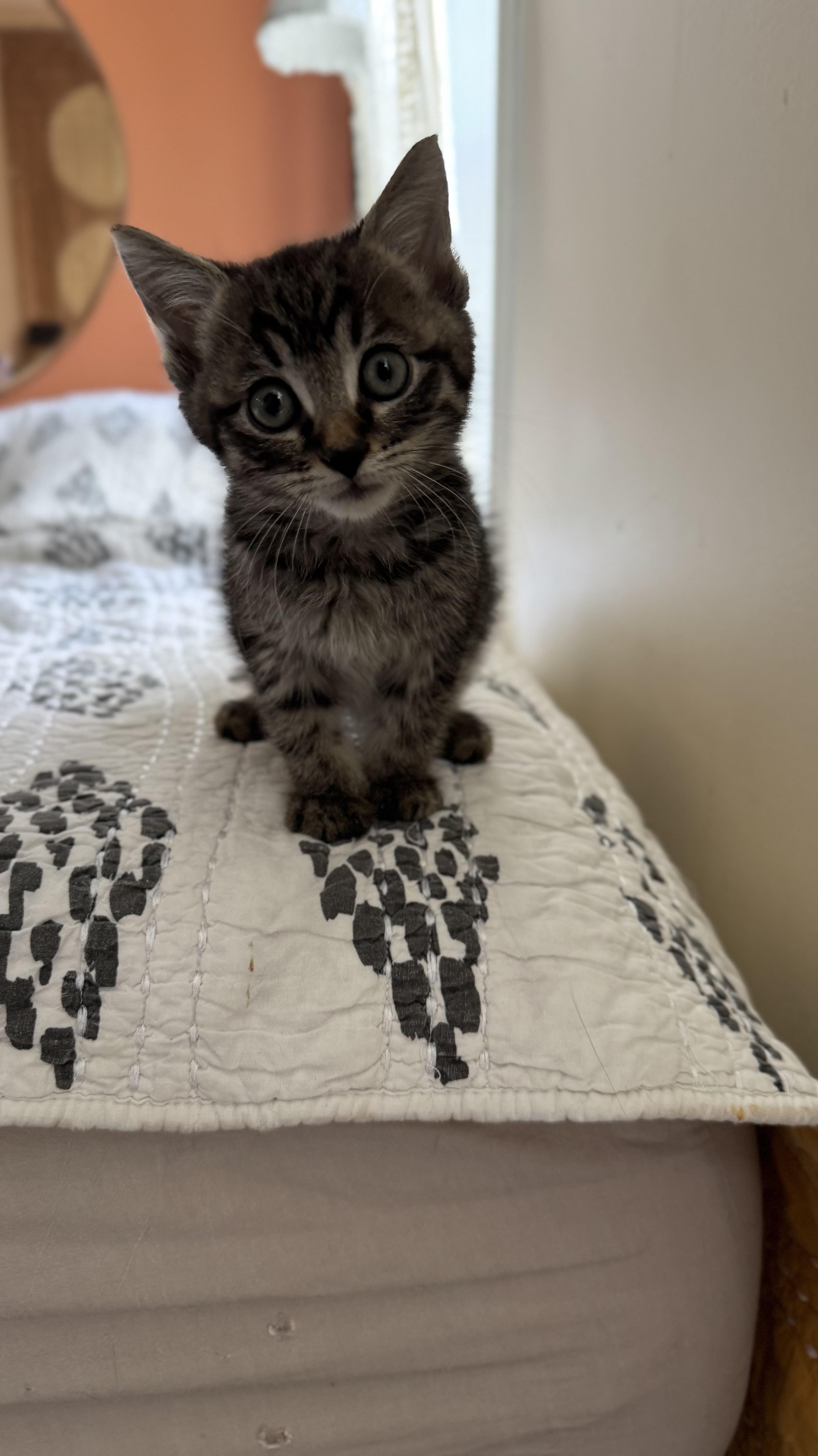 Enlarge Bobby, a Adoptable mixed breed in Brooklyn, NY image 6/6