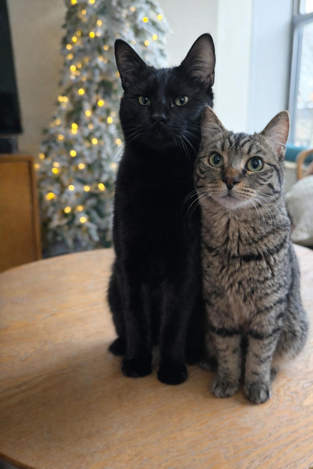 Enlarge Bobby and Winston, a Adoptable mixed breed in Brooklyn, NY image 1/5