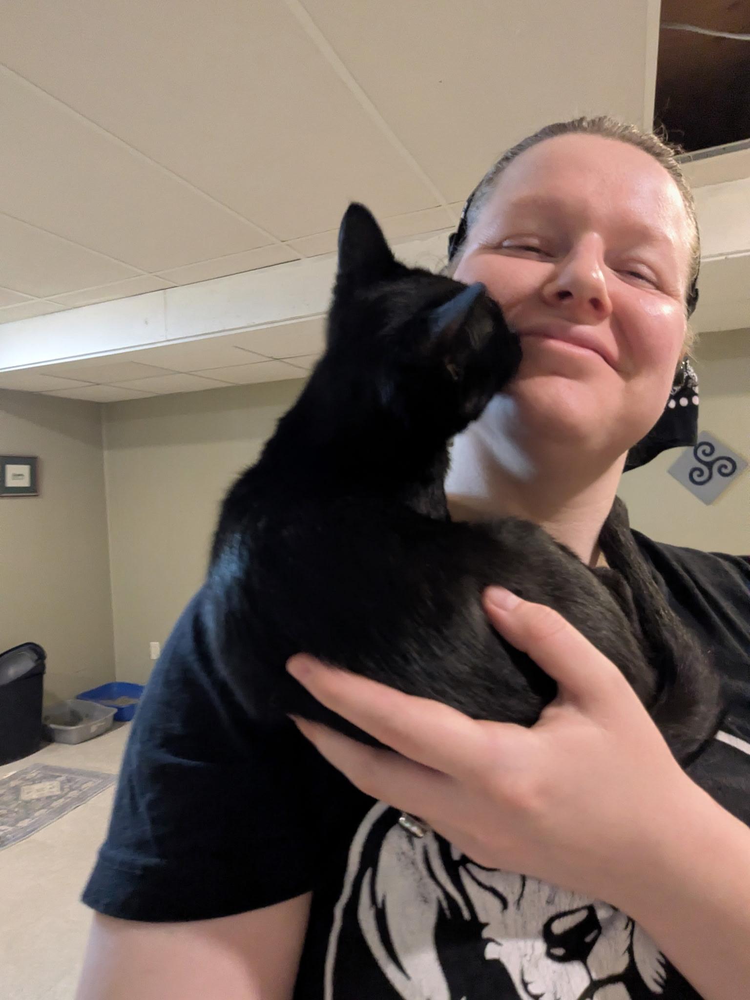 Enlarge Doodad, a Adoptable Domestic Short Hair in Mineral Point, WI image 3/6