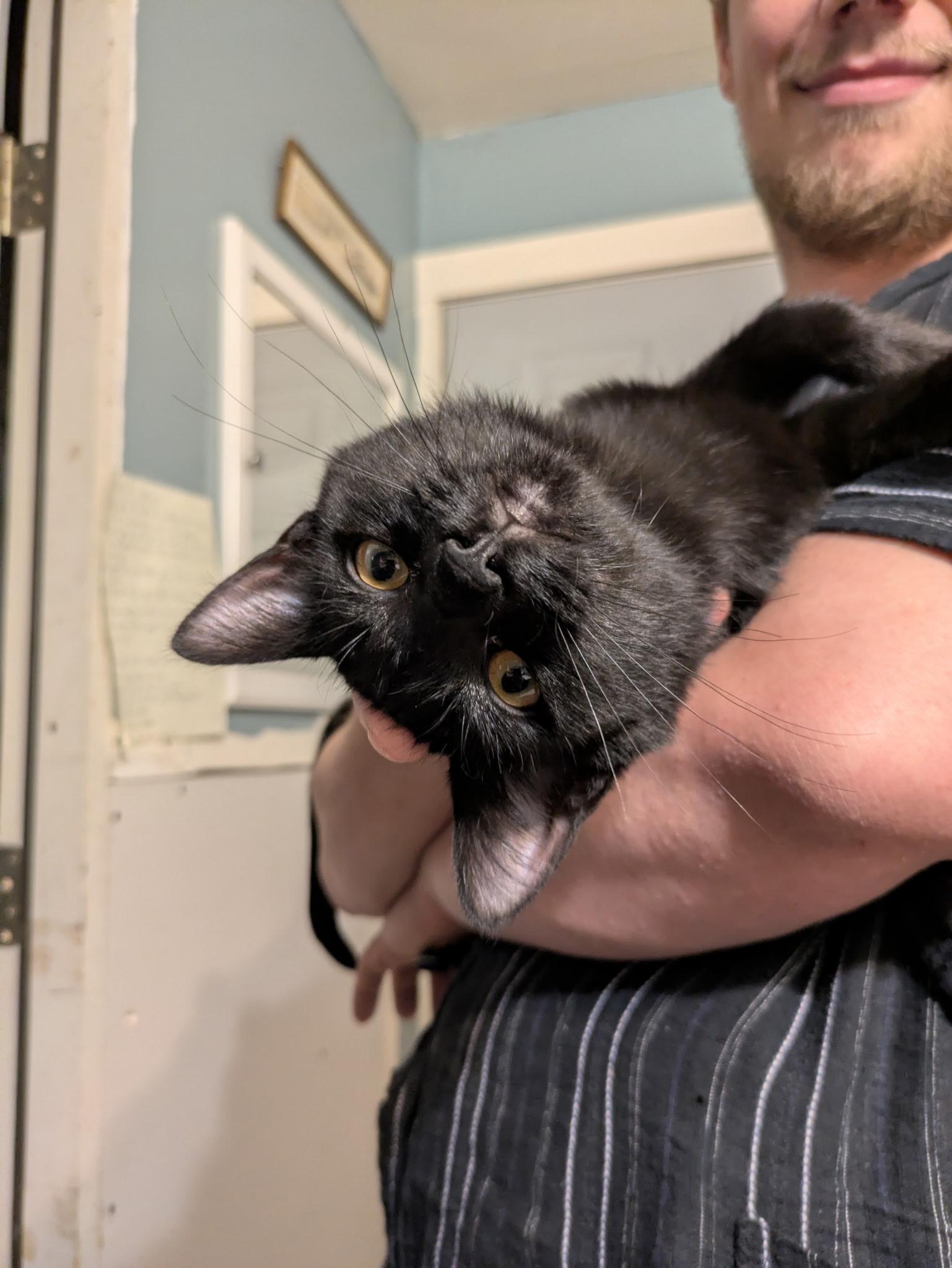Enlarge Doodad, a Adoptable Domestic Short Hair in Mineral Point, WI image 6/6