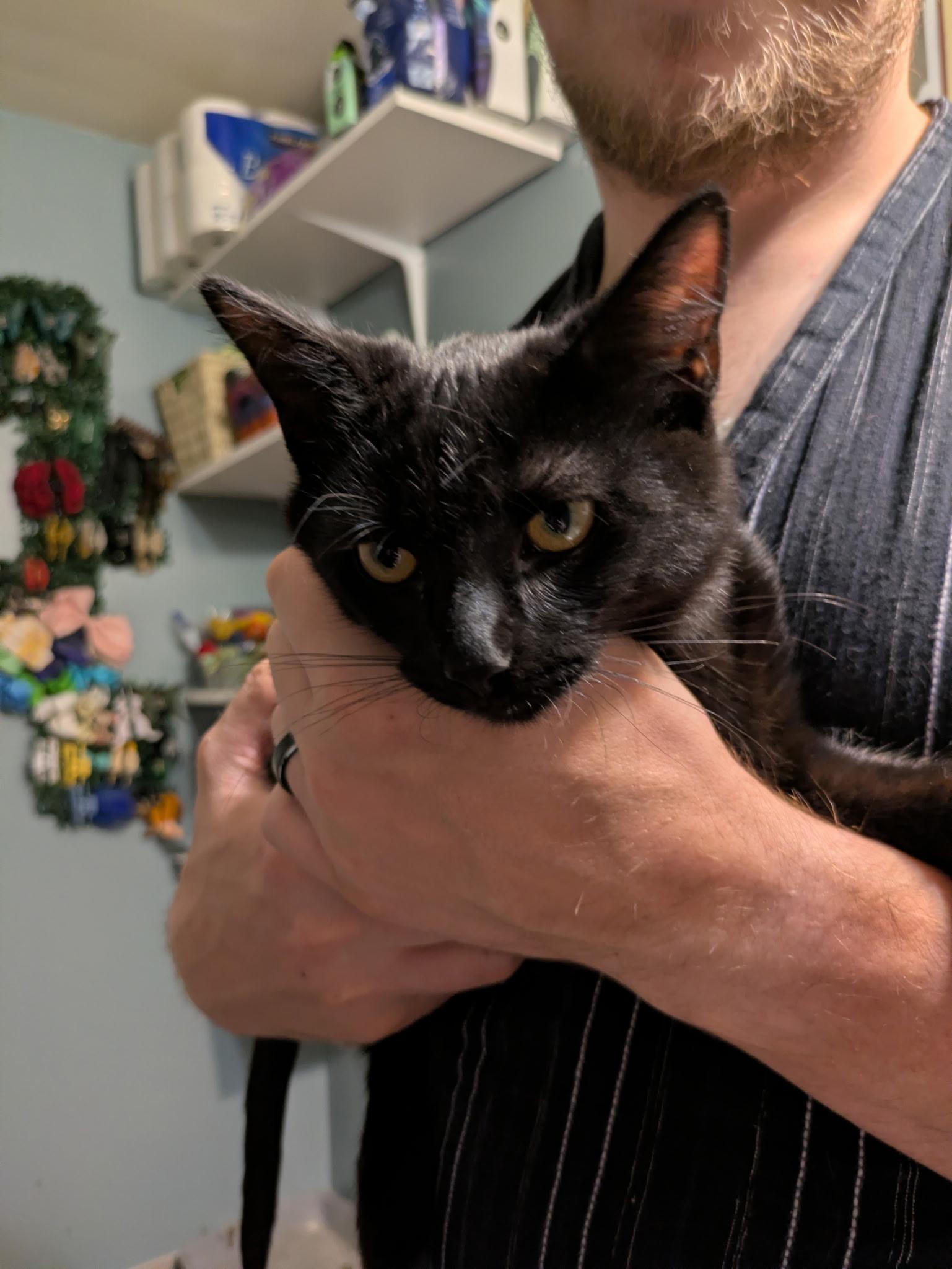 Enlarge Doodad, a Adoptable Domestic Short Hair in Mineral Point, WI image 5/6