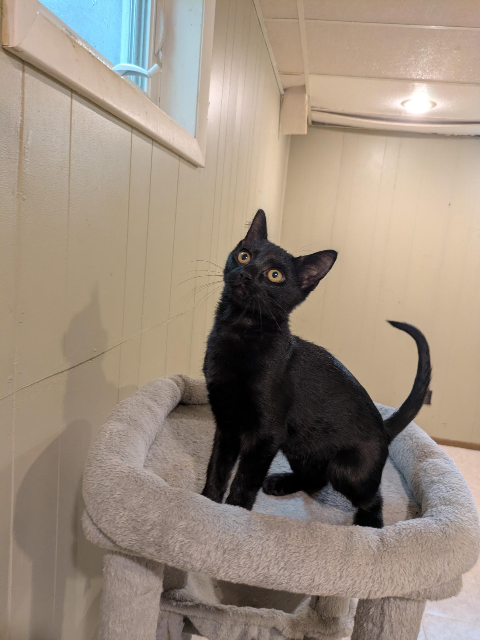 Enlarge Doodad, a Adoptable Domestic Short Hair in Mineral Point, WI image 1/6
