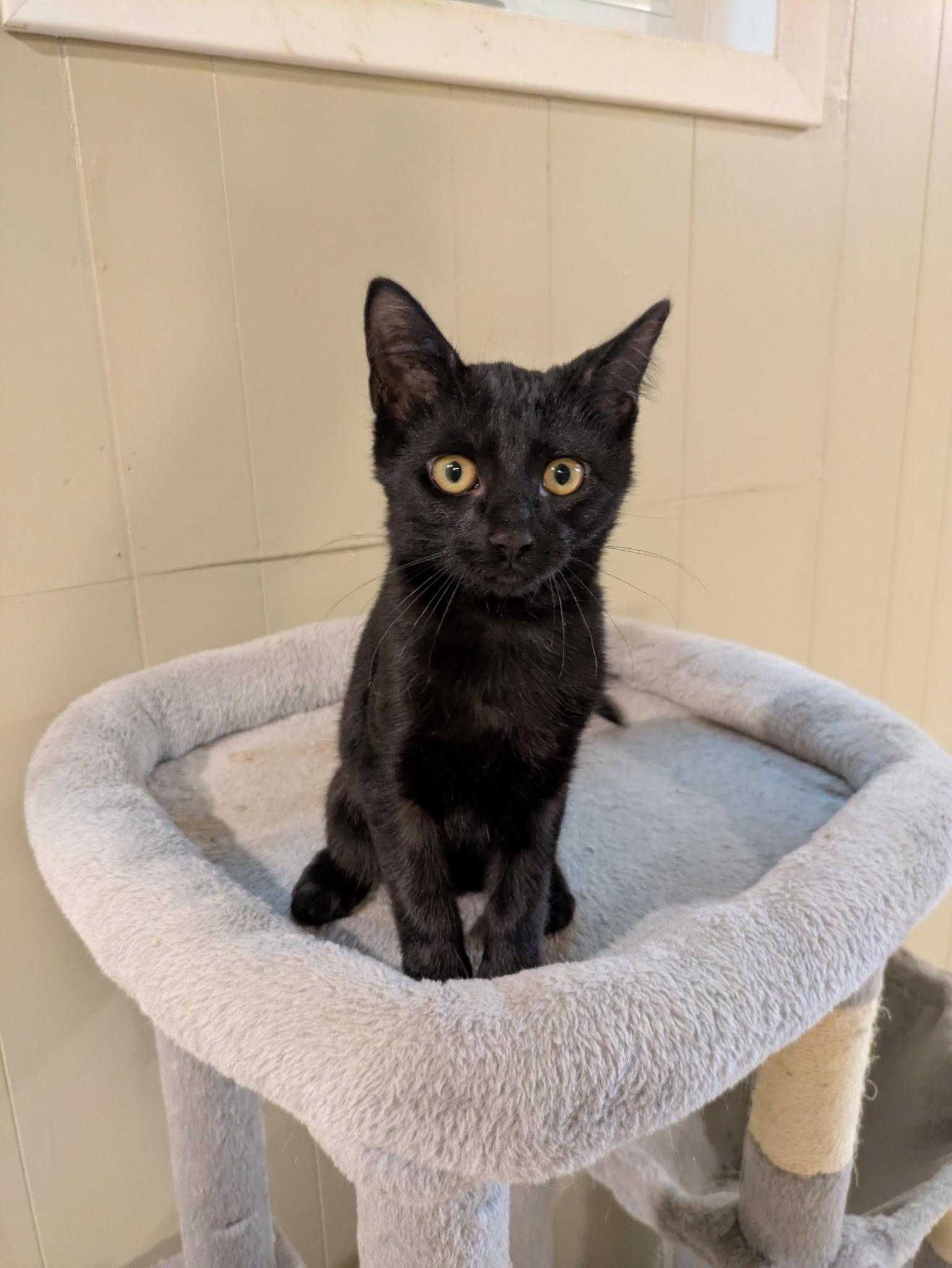 Enlarge Doodad, a Adoptable Domestic Short Hair in Mineral Point, WI image 4/6