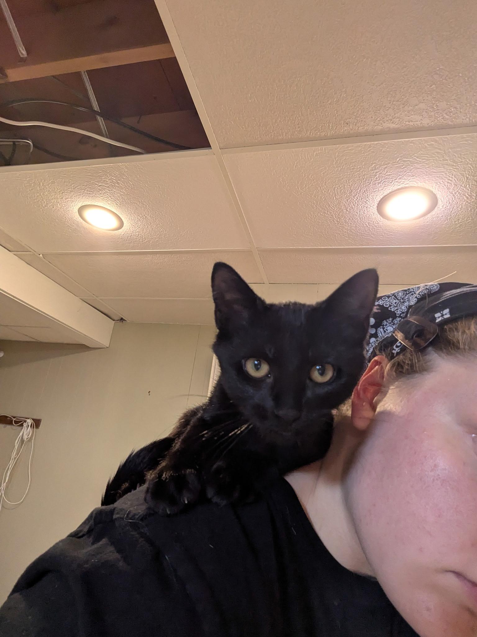 Enlarge Doodad, a Adoptable Domestic Short Hair in Mineral Point, WI image 2/6