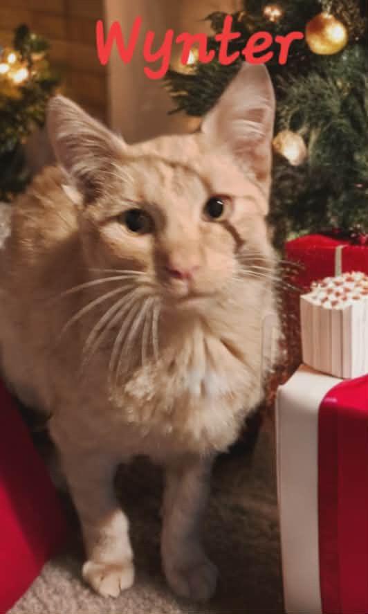 Enlarge Wynter, a Adoptable mixed breed in Massillon, OH image 3/4