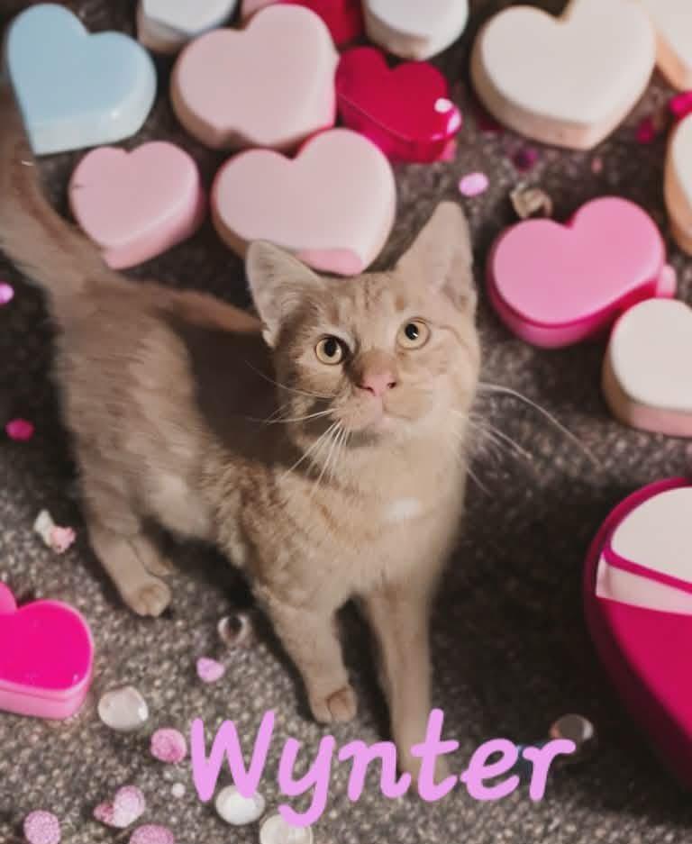 Enlarge Wynter, a Adoptable mixed breed in Massillon, OH image 1/4