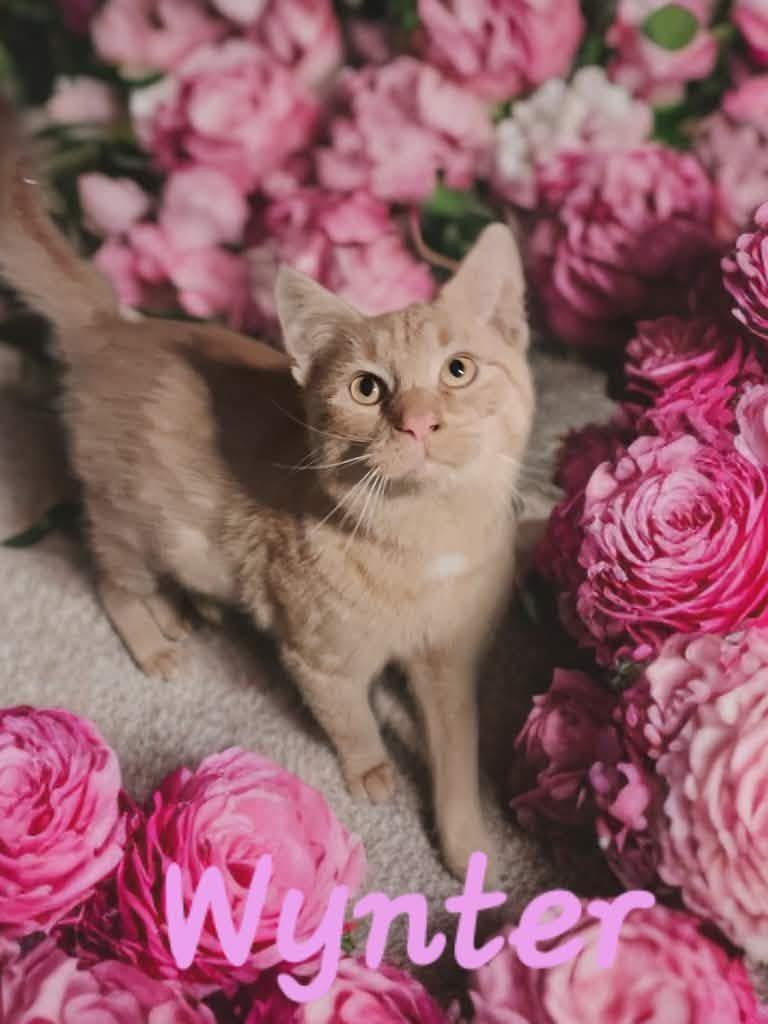 Enlarge Wynter, a Adoptable mixed breed in Massillon, OH image 2/4