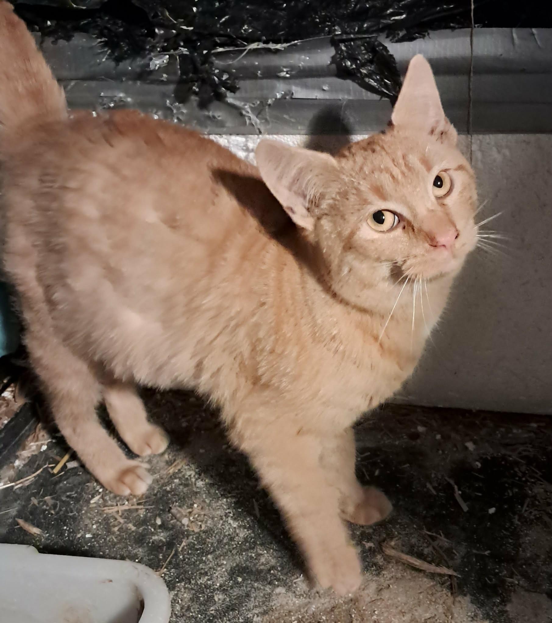 Enlarge Wynter, a Adoptable mixed breed in Massillon, OH image 4/4