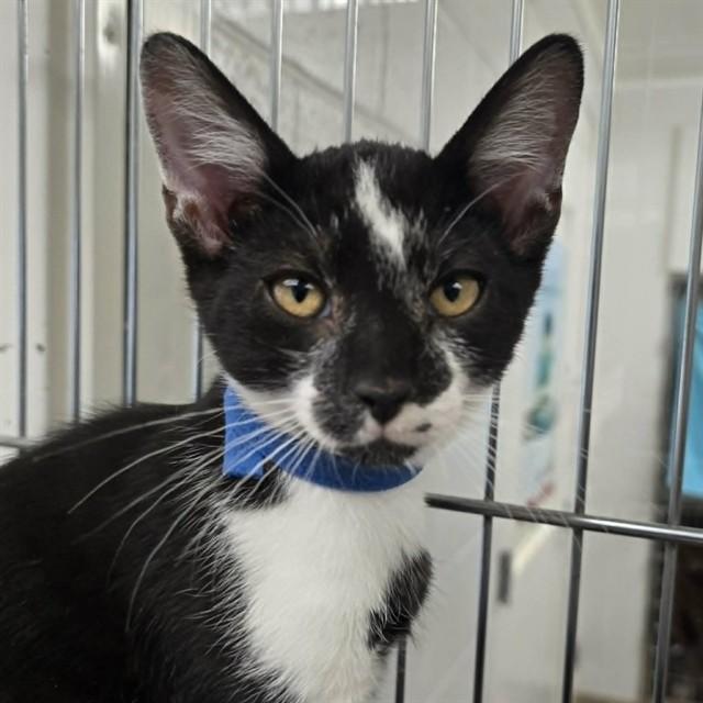 RED XIII, Adoptable, Kitten Male Domestic Short Hair.