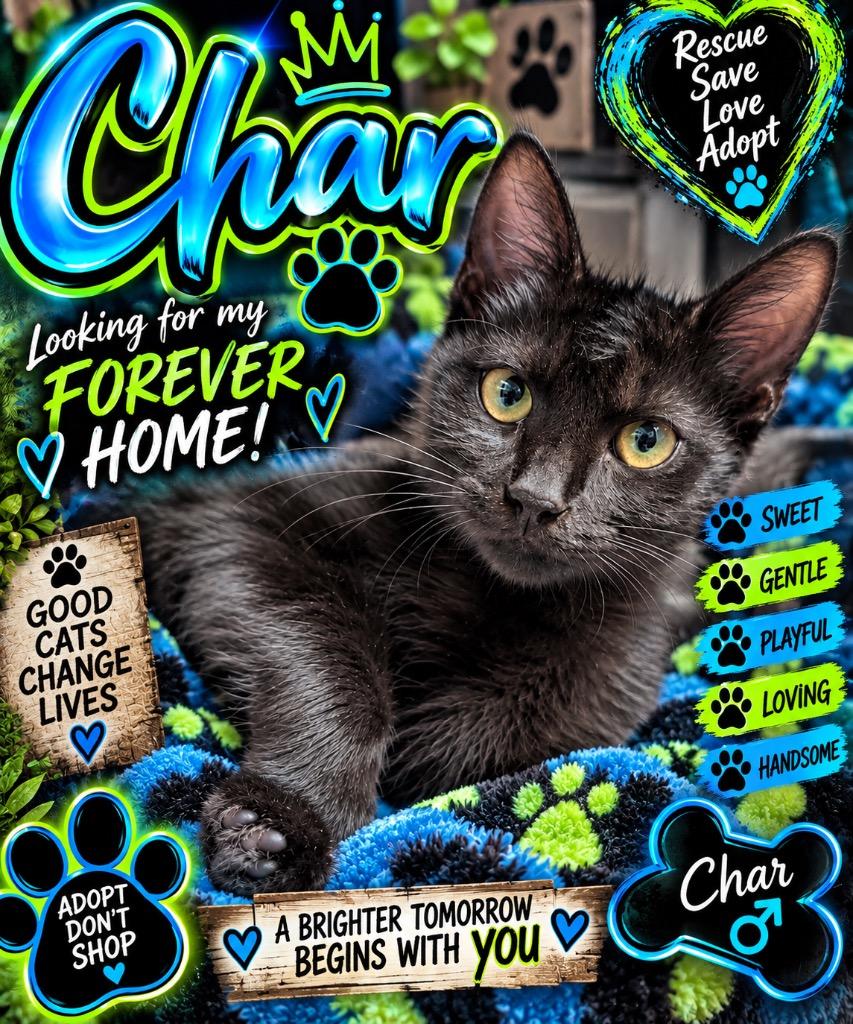 Char, Adoptable, Young Male Domestic Short Hair.