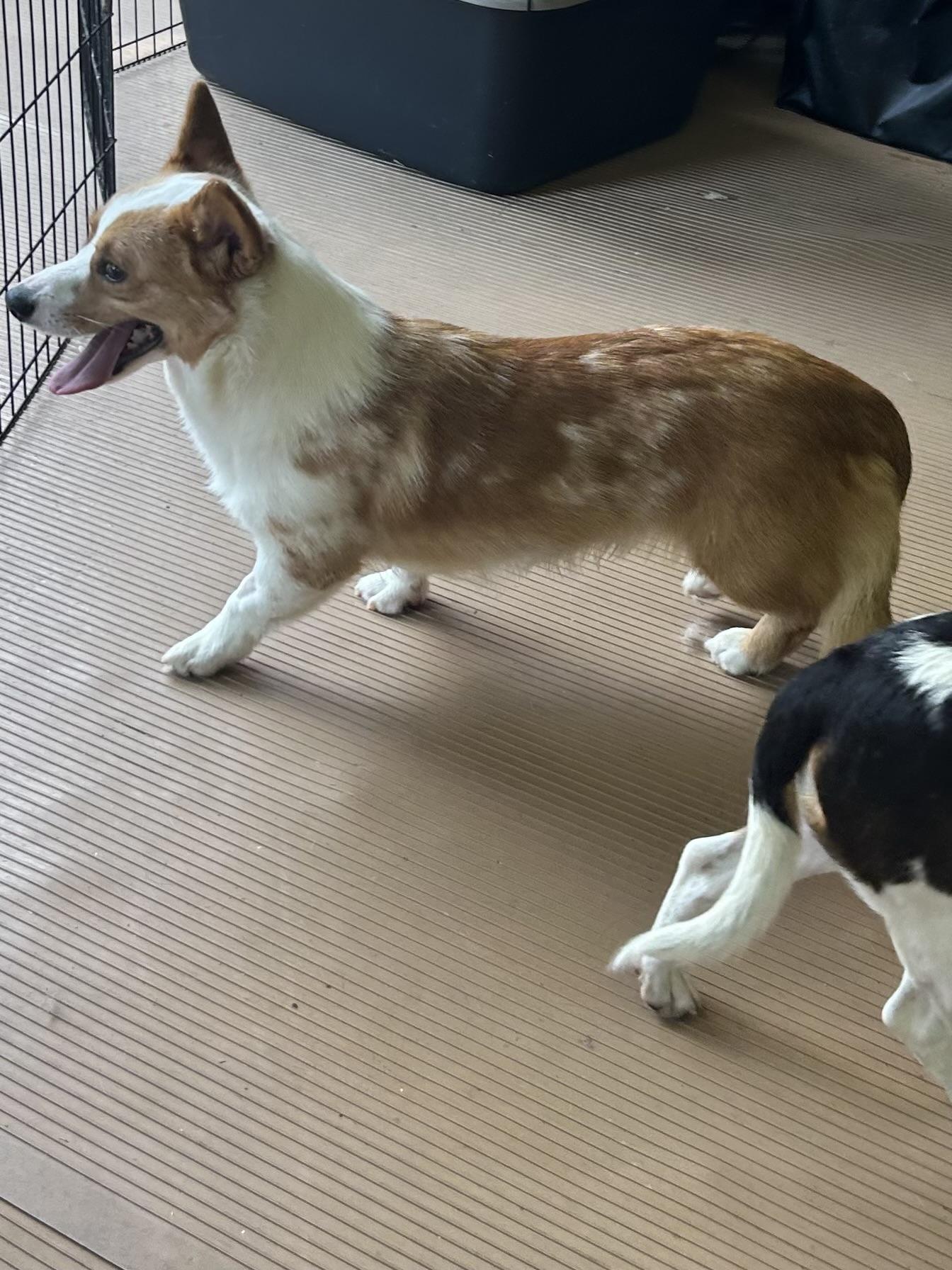 SAM, a Adoptable Corgi in Rossford, OH image 3/6
