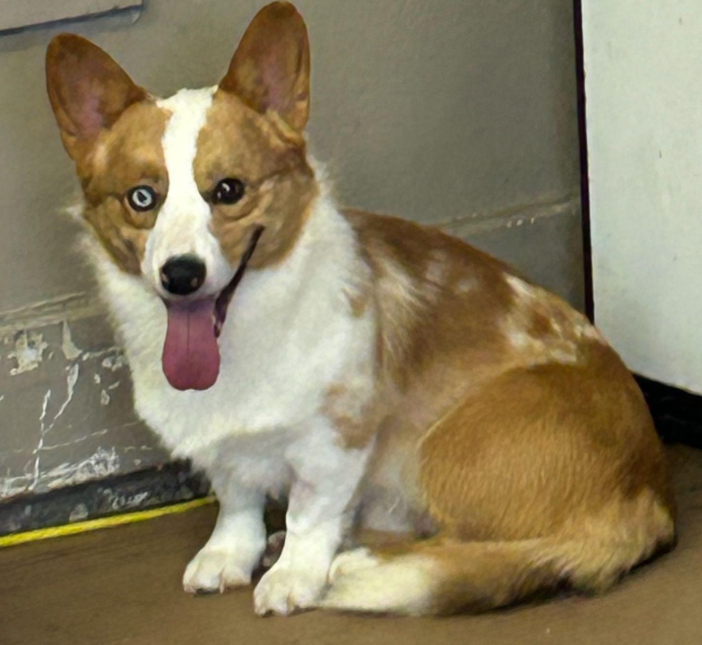 SAM, a Adoptable Corgi in Rossford, OH image 1/6