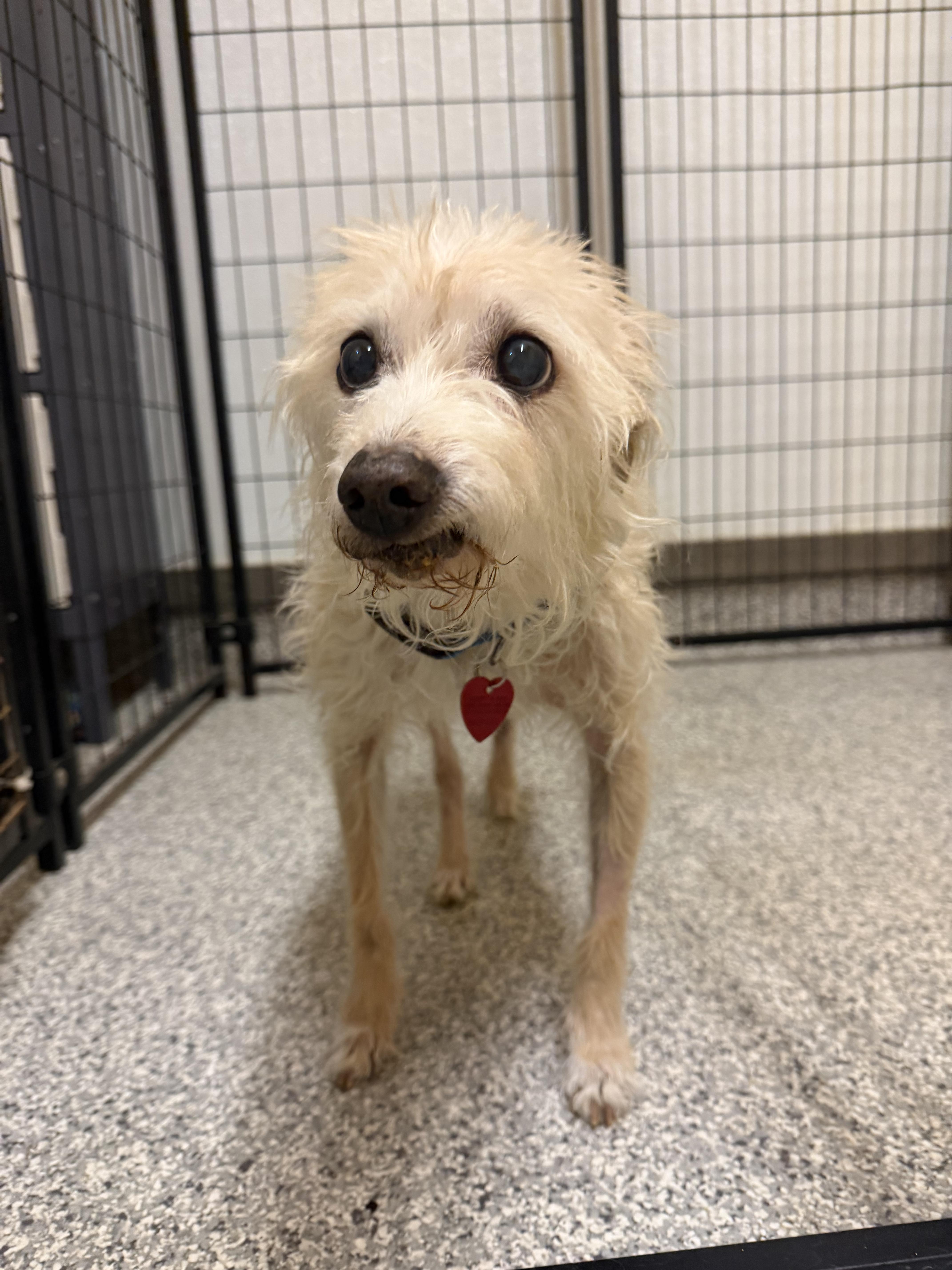 Enlarge Sarah, a Adoptable mixed breed in Hood River, OR image 2/2
