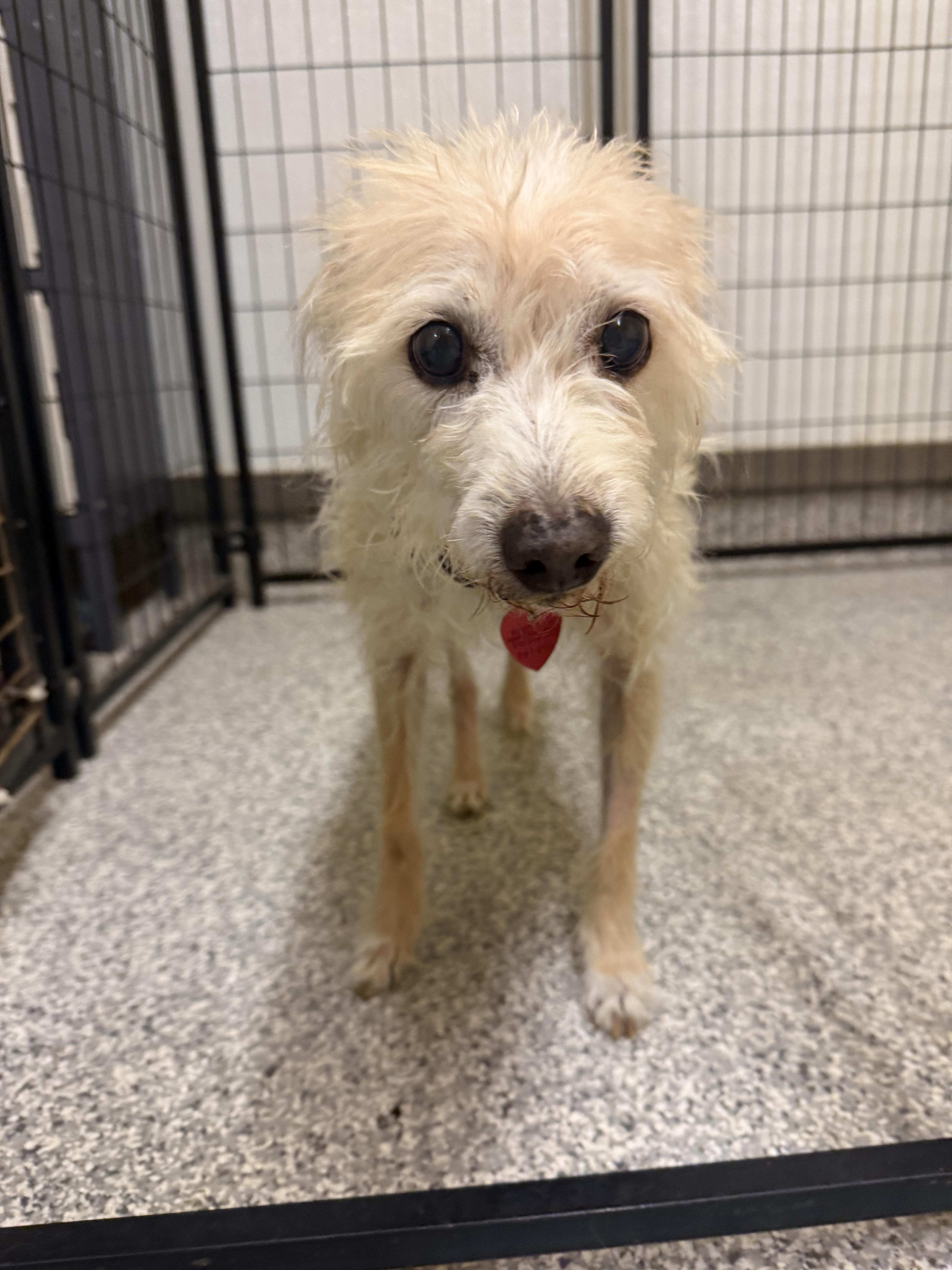 Sarah, Adoptable, Senior Female Rat Terrier.