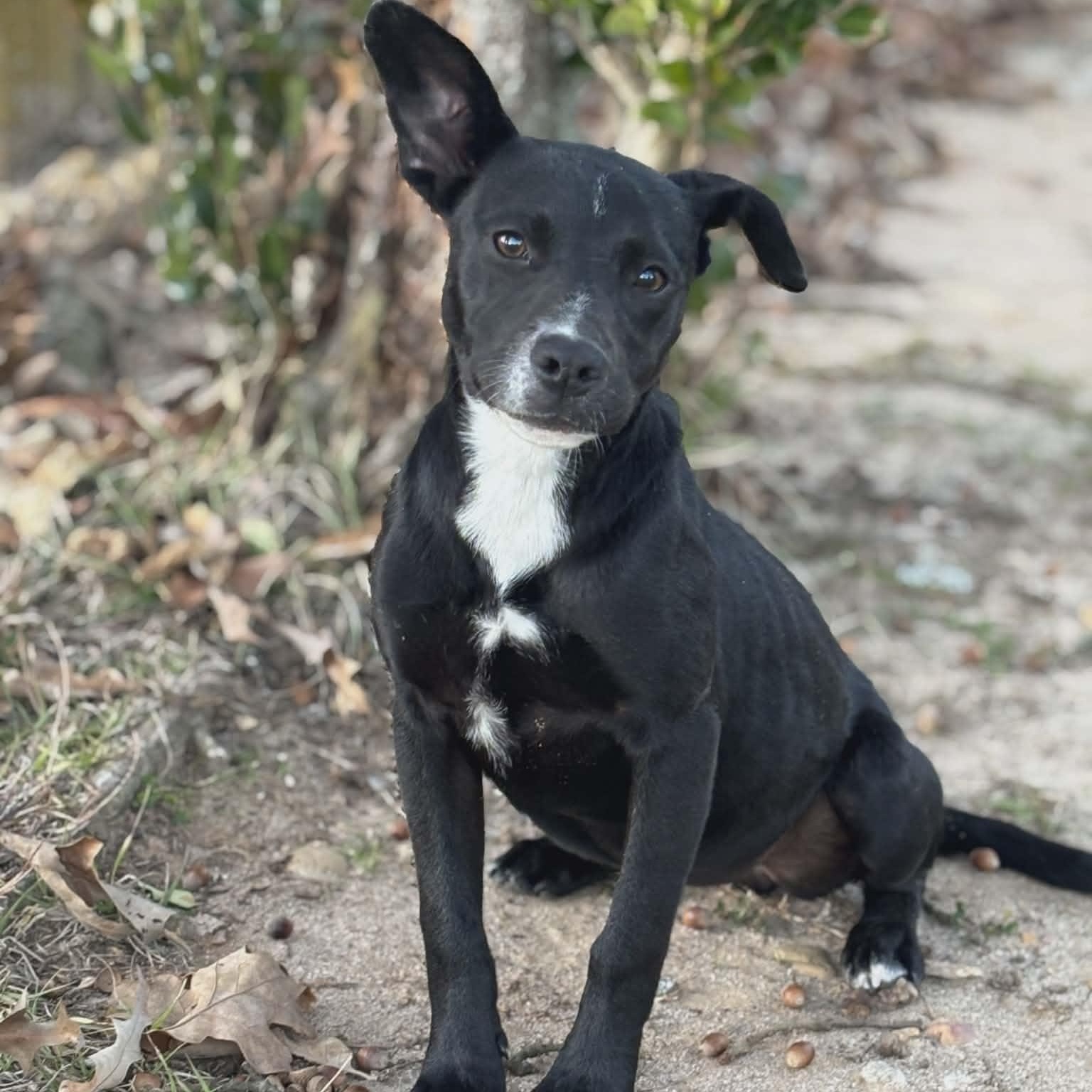 Marley - Foster-to-adopt Trial Available , adopted, Puppy Female American Bully.