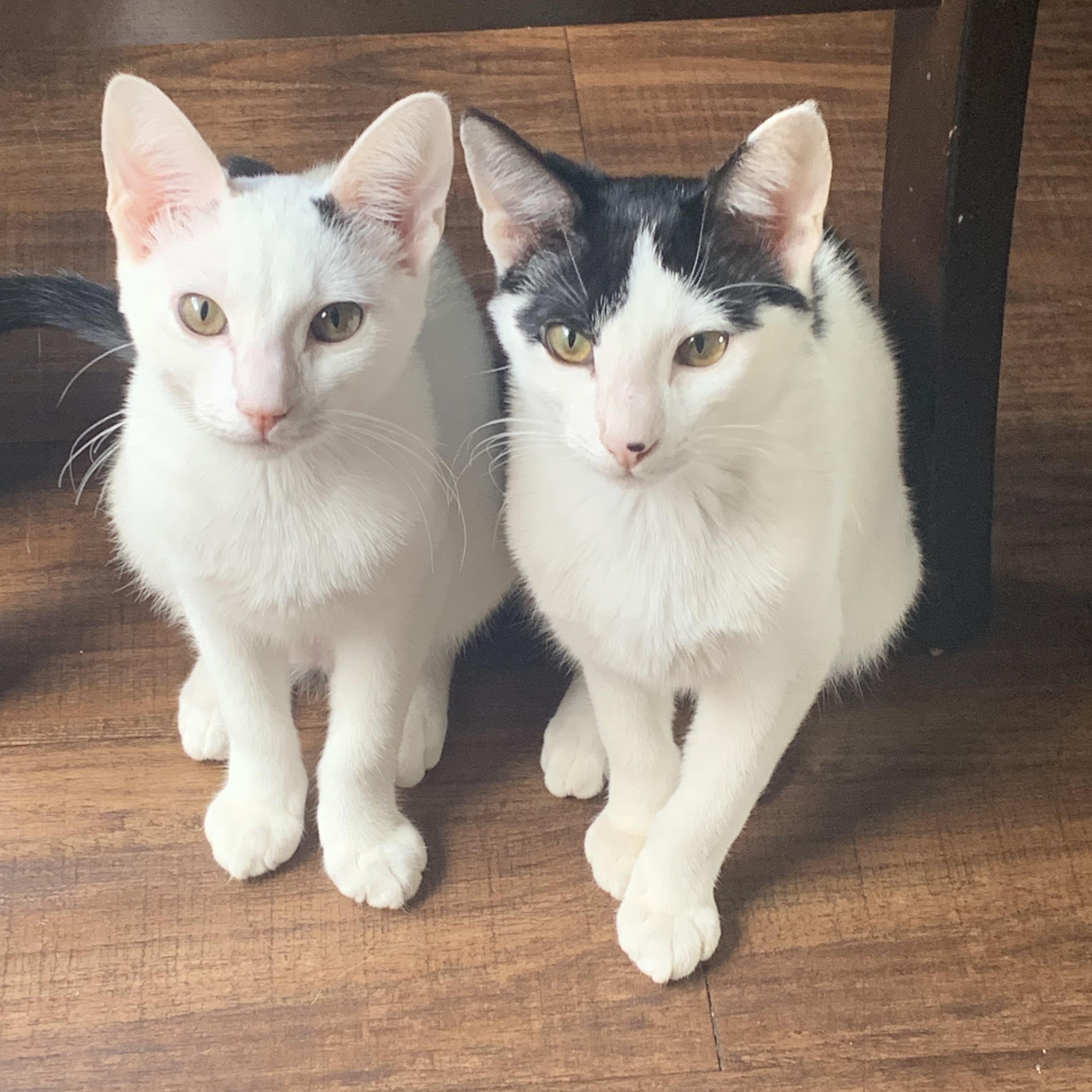 Shepherd, Adoptable, Young Male Domestic Short Hair.