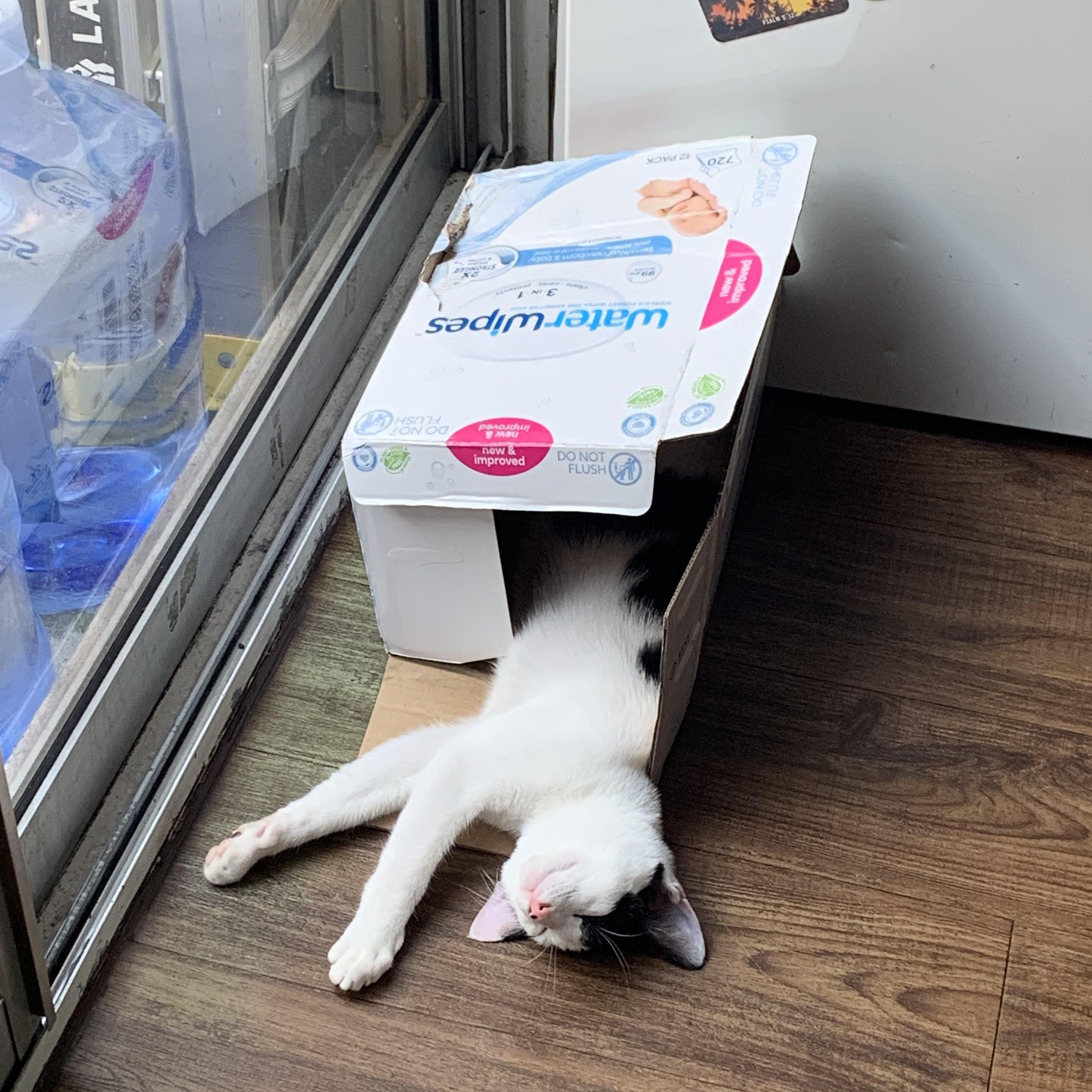 Enlarge Shepherd, a Adoptable Domestic Short Hair in Long Beach, CA image 2/4