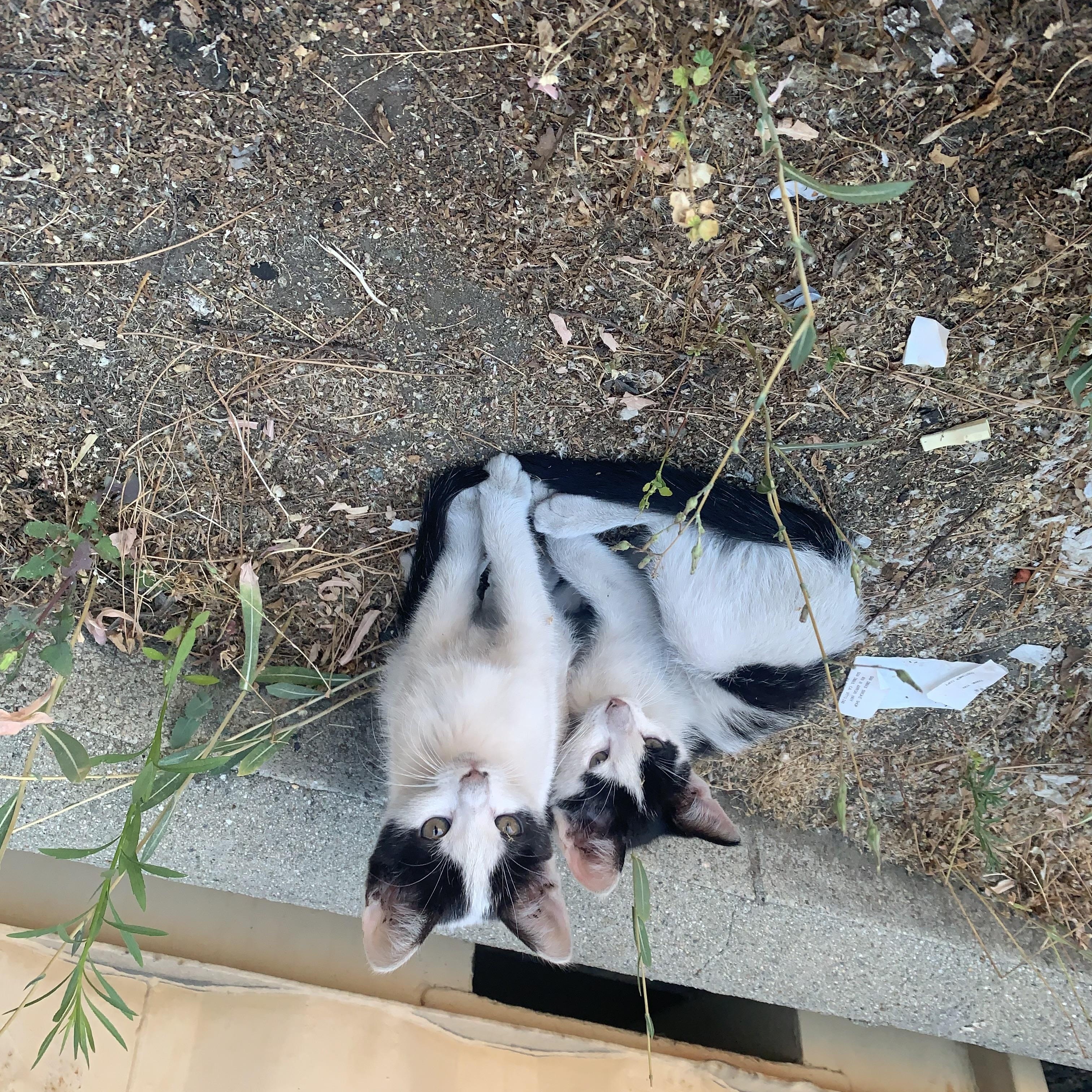 Enlarge Shepherd, a Adoptable Domestic Short Hair in Long Beach, CA image 3/4