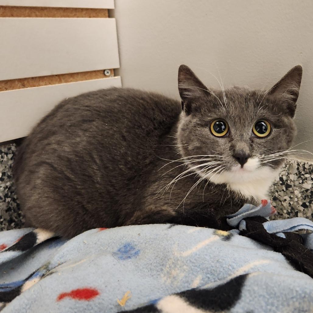 Disco, Adoptable, Young Female Domestic Short Hair.