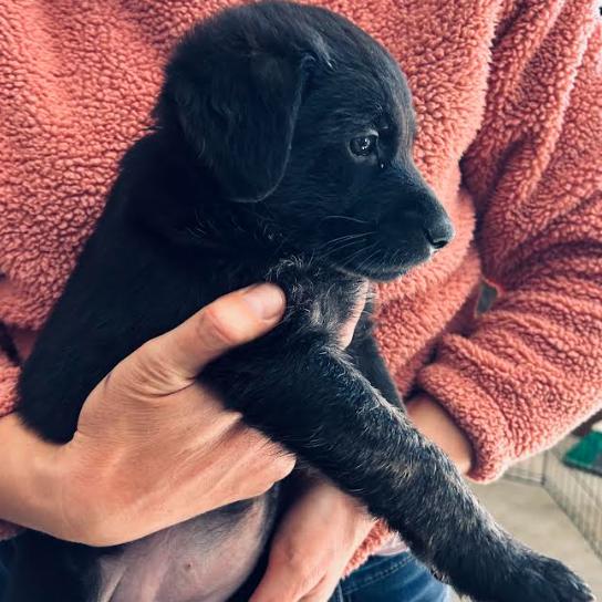 Old Timer Eleanor, Adoptable, Puppy Female German Shepherd Dog.
