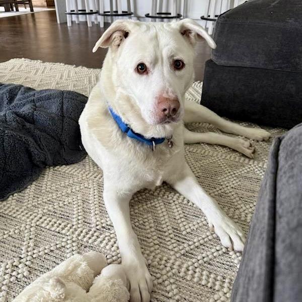 Aaron, an adopted mixed breed in Gallatin, TN image 3/4