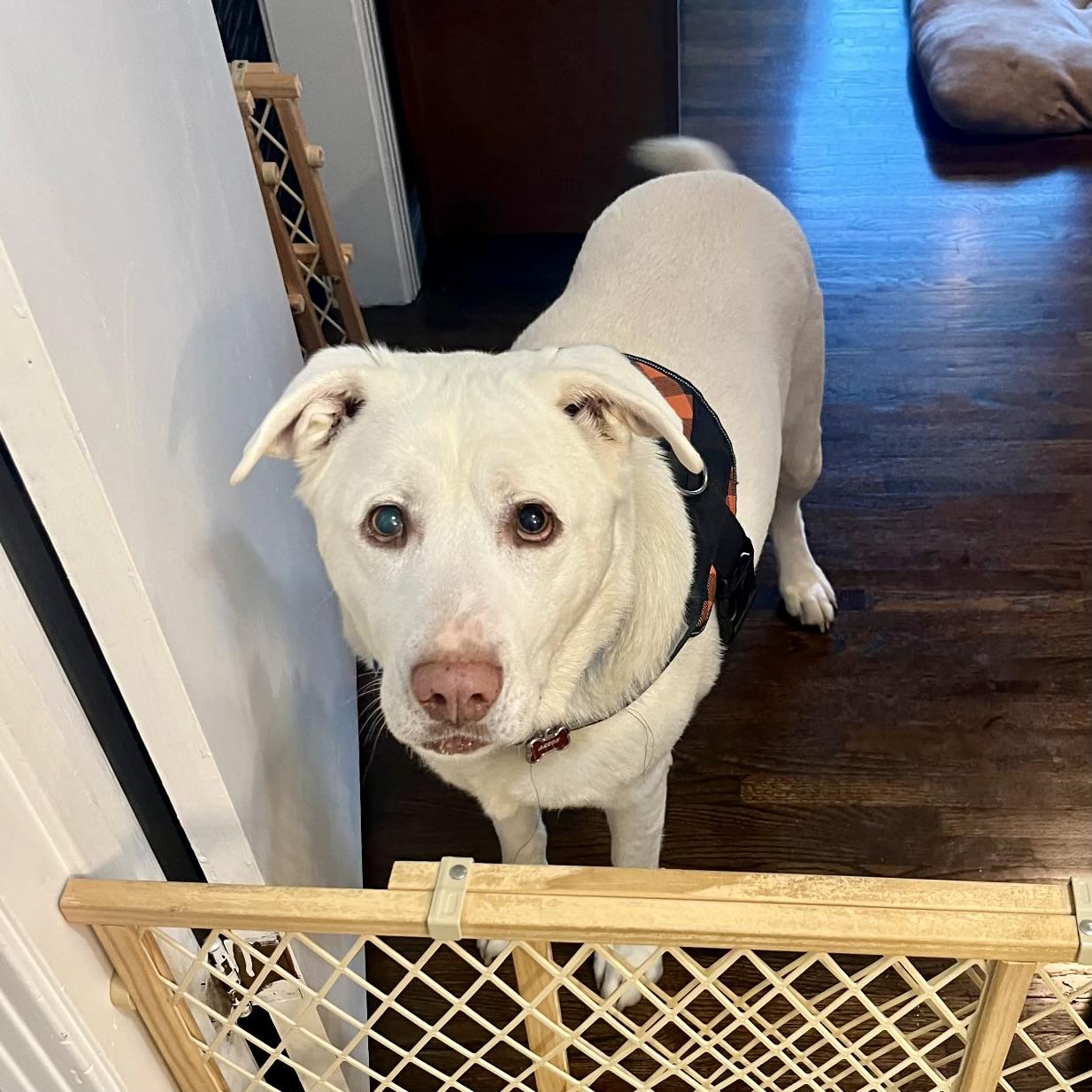 Aaron, adopted, Adult Male Labrador Retriever & Mixed Breed.