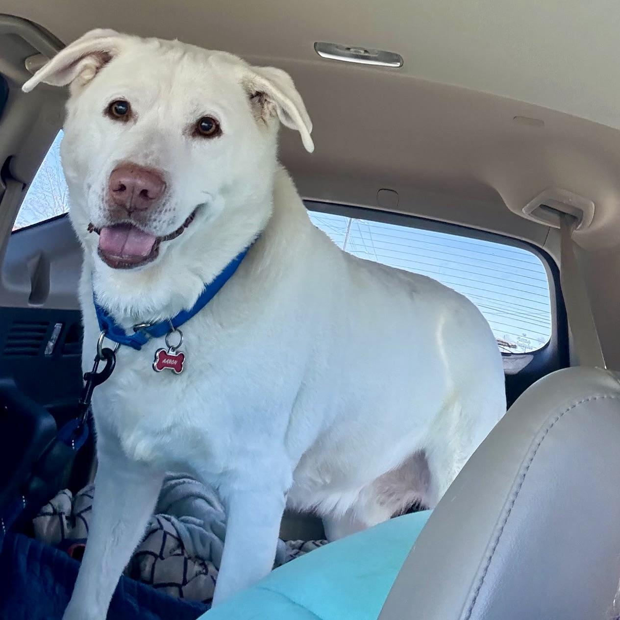 Aaron, an adopted mixed breed in Gallatin, TN image 2/4