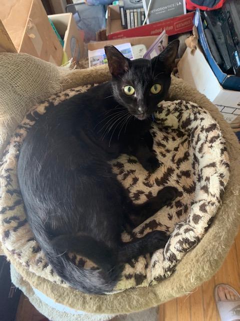 Enlarge Panther  Contact Sylva, a Adoptable mixed breed in Sherman Oaks, CA image 1/2