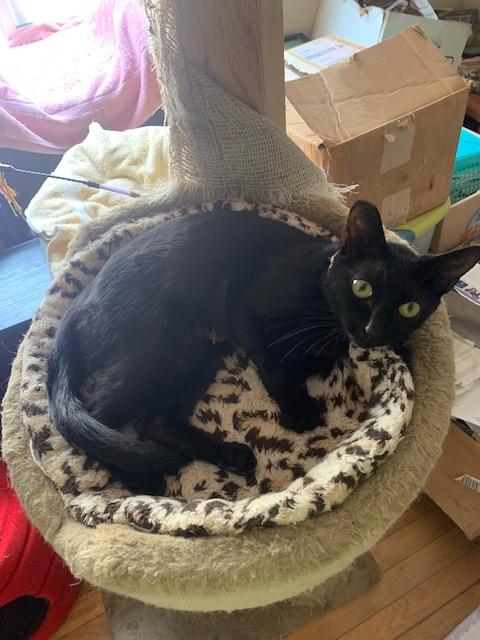 Panther  Contact Sylva