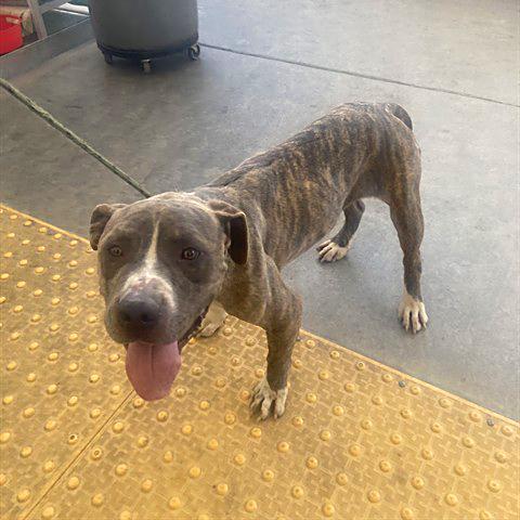 Enlarge Alan Walker - URGENT, a Adoptable Pit Bull Terrier in Thousand Oaks, CA image 3/4