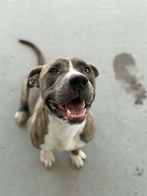 Enlarge Alan Walker - URGENT, a Adoptable Pit Bull Terrier in Thousand Oaks, CA image 4/4