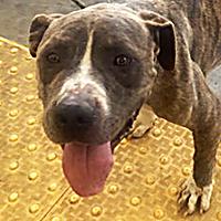 Enlarge Alan Walker - URGENT, a Adoptable Pit Bull Terrier in Thousand Oaks, CA image 2/4