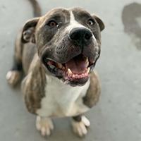 Alan Walker - URGENT, Adoptable, Young Male Pit Bull Terrier.