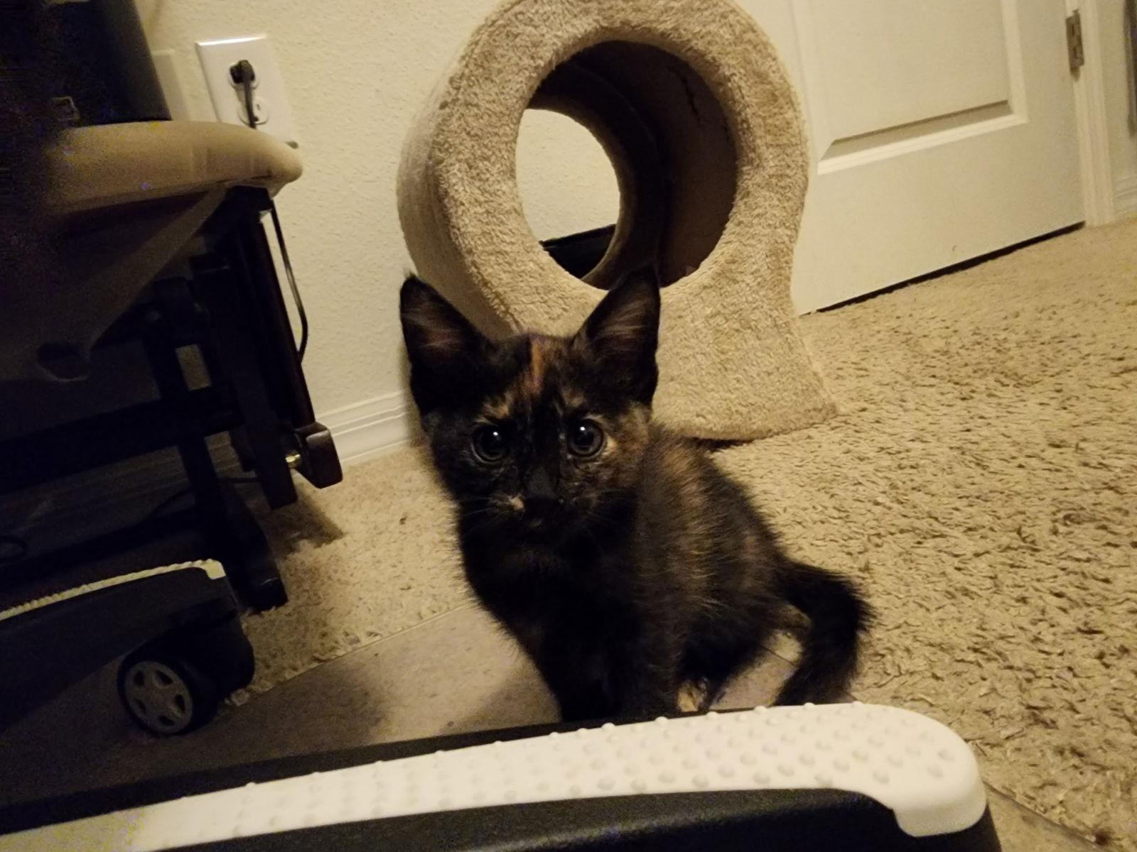 Topanga, Adopted, Young Female Tortoiseshell & Domestic Short Hair.