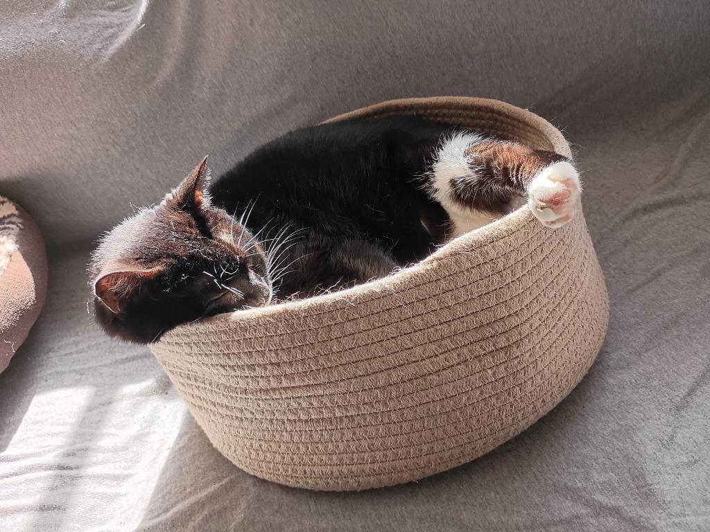 Eve, Adoptable, Young Female Domestic Short Hair.