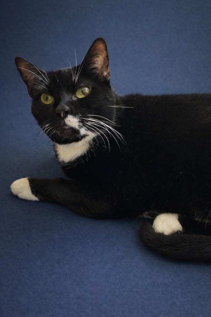 Eve, Adoptable, Young Female Domestic Short Hair.