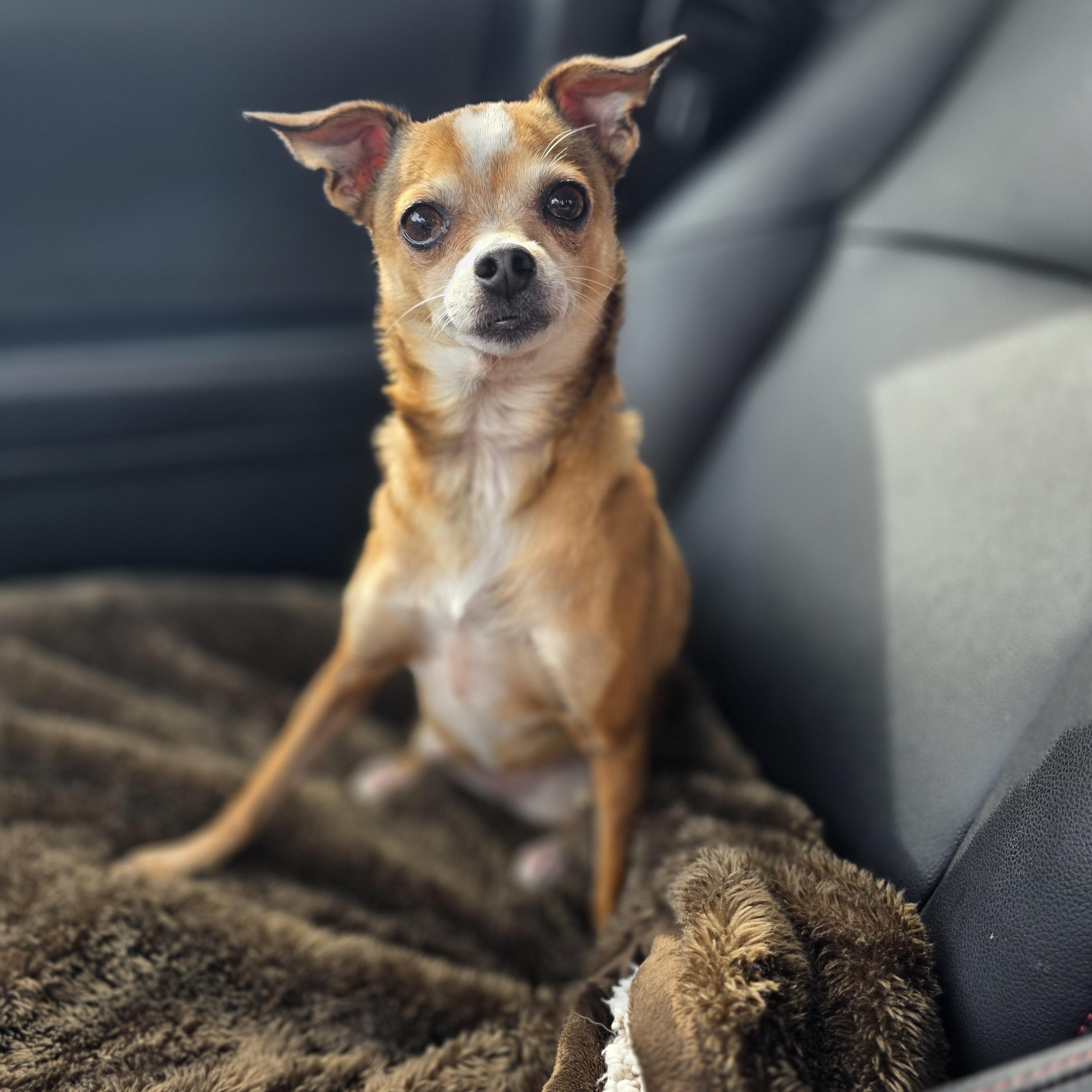 Enlarge Baby Girl, an adopted Chihuahua in Clovis, CA image 2/6