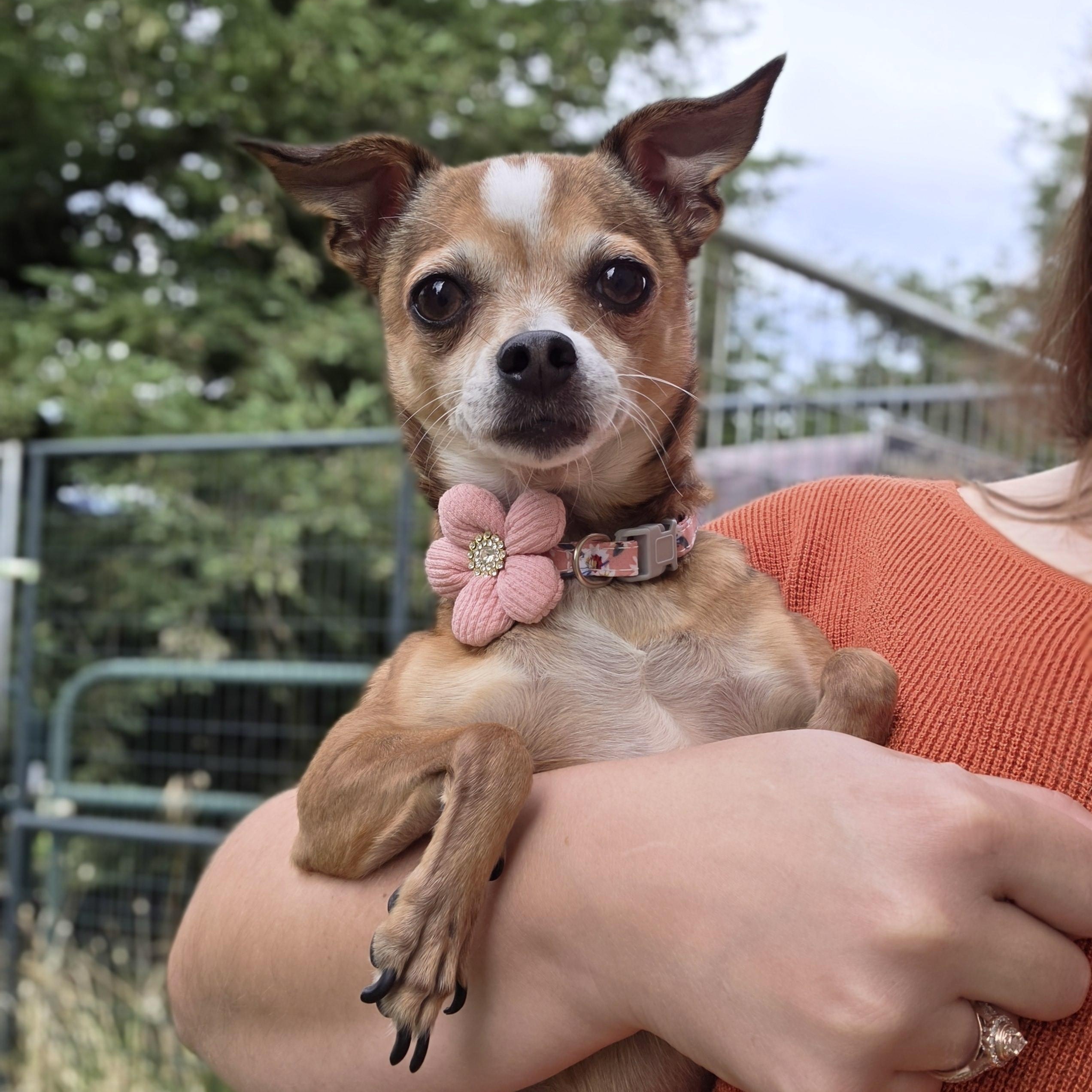 Enlarge Baby Girl, an adopted Chihuahua in Clovis, CA image 3/6