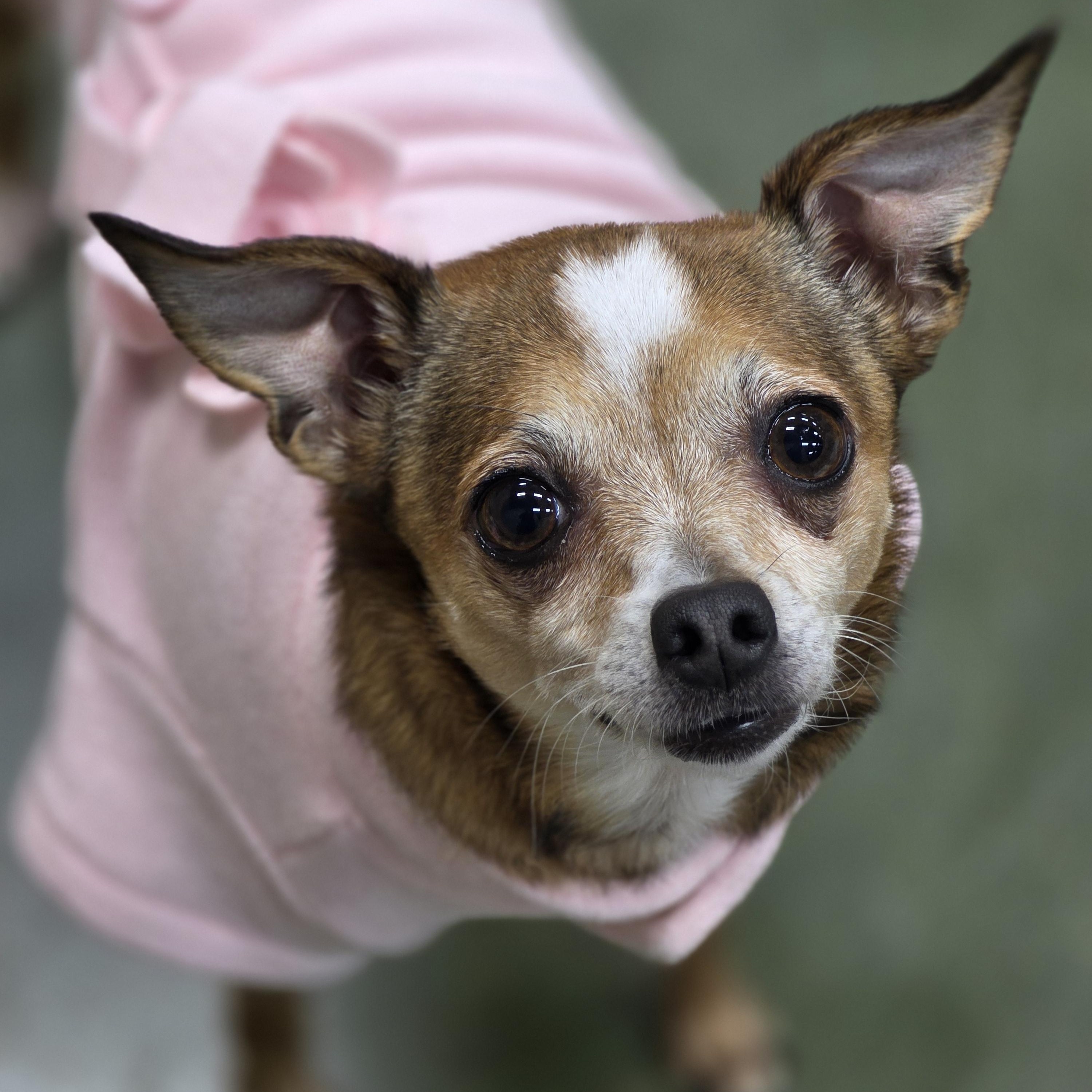 Baby Girl, Adoptable, Adult Female Chihuahua.