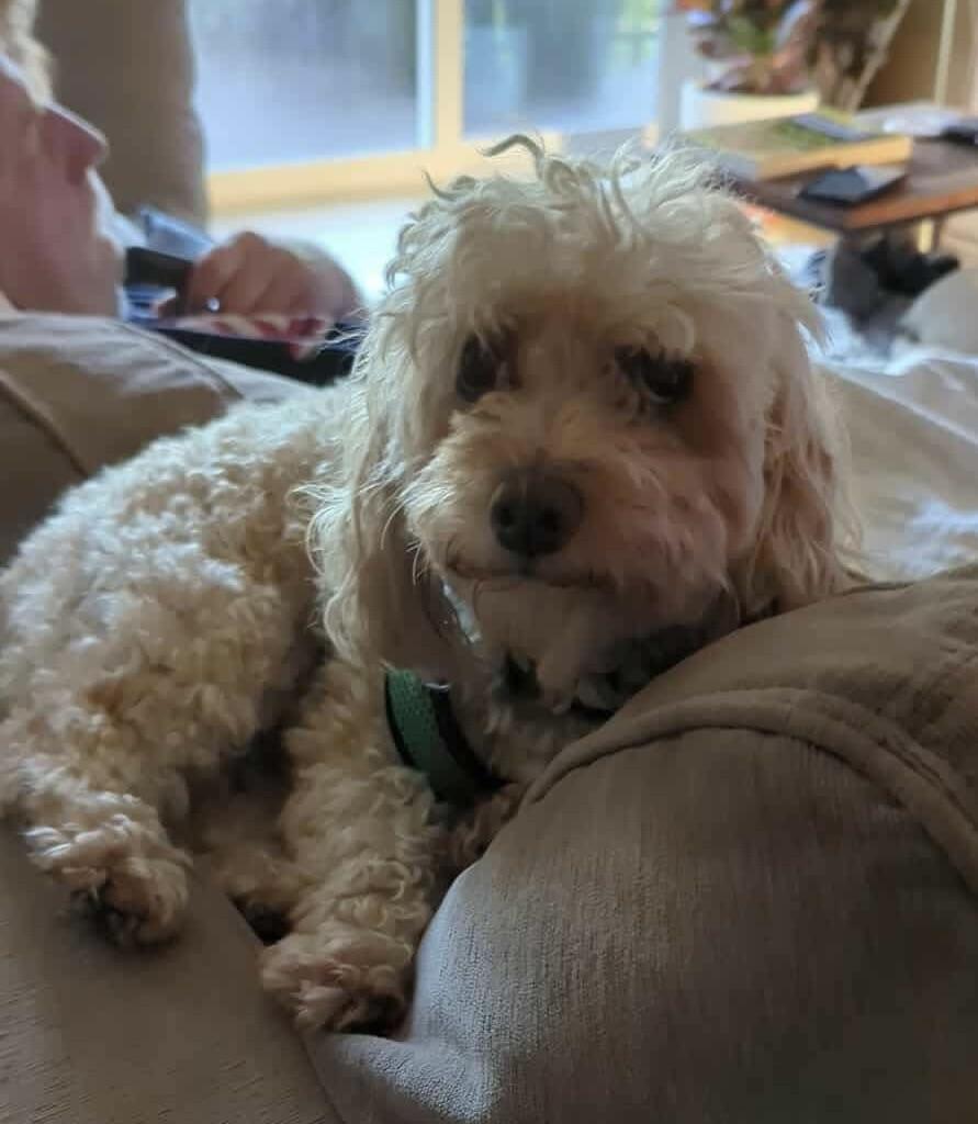 Fozzie Bear, a Adoptable mixed breed in Boardman, OH image 4/5